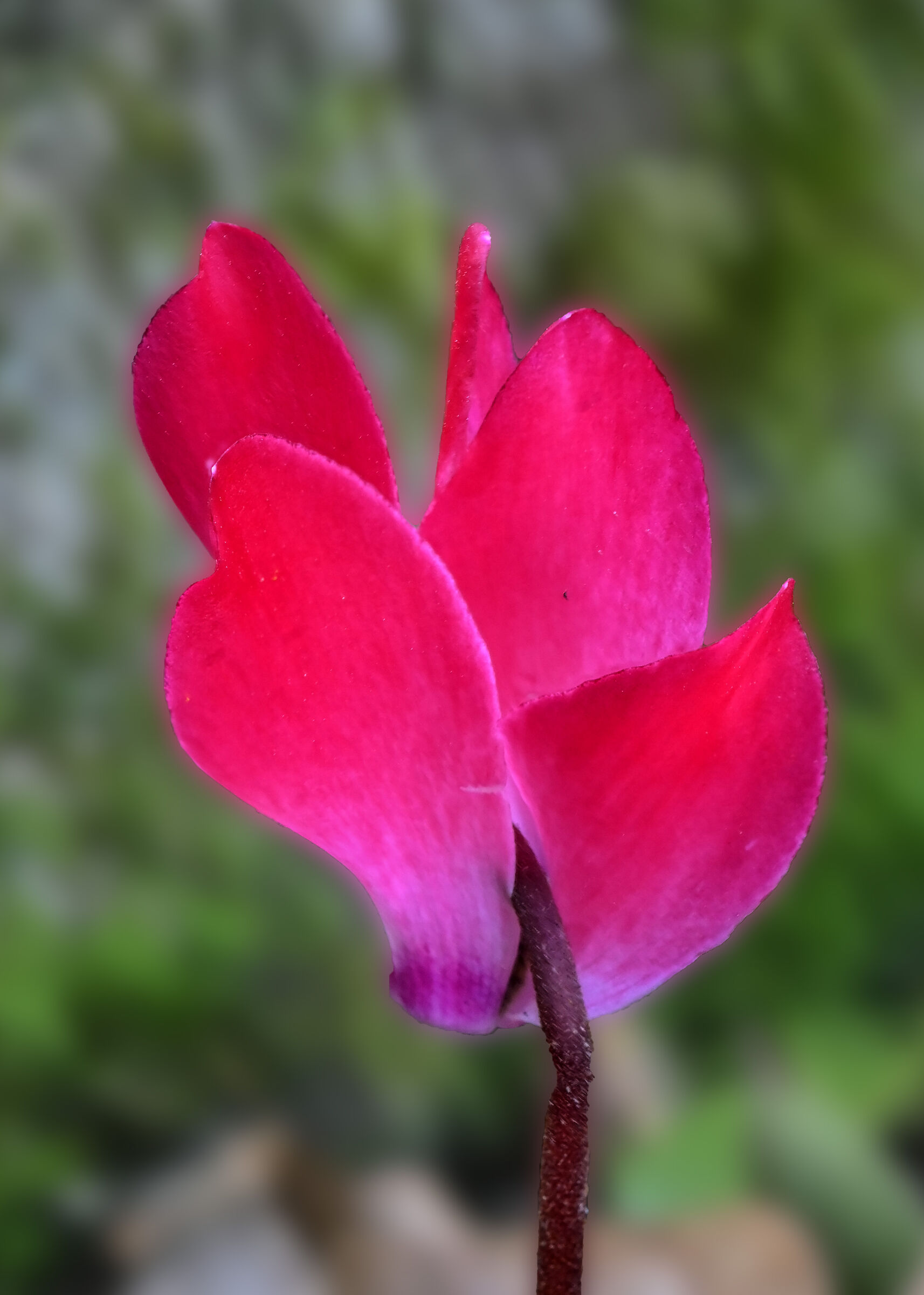 Cyclamen