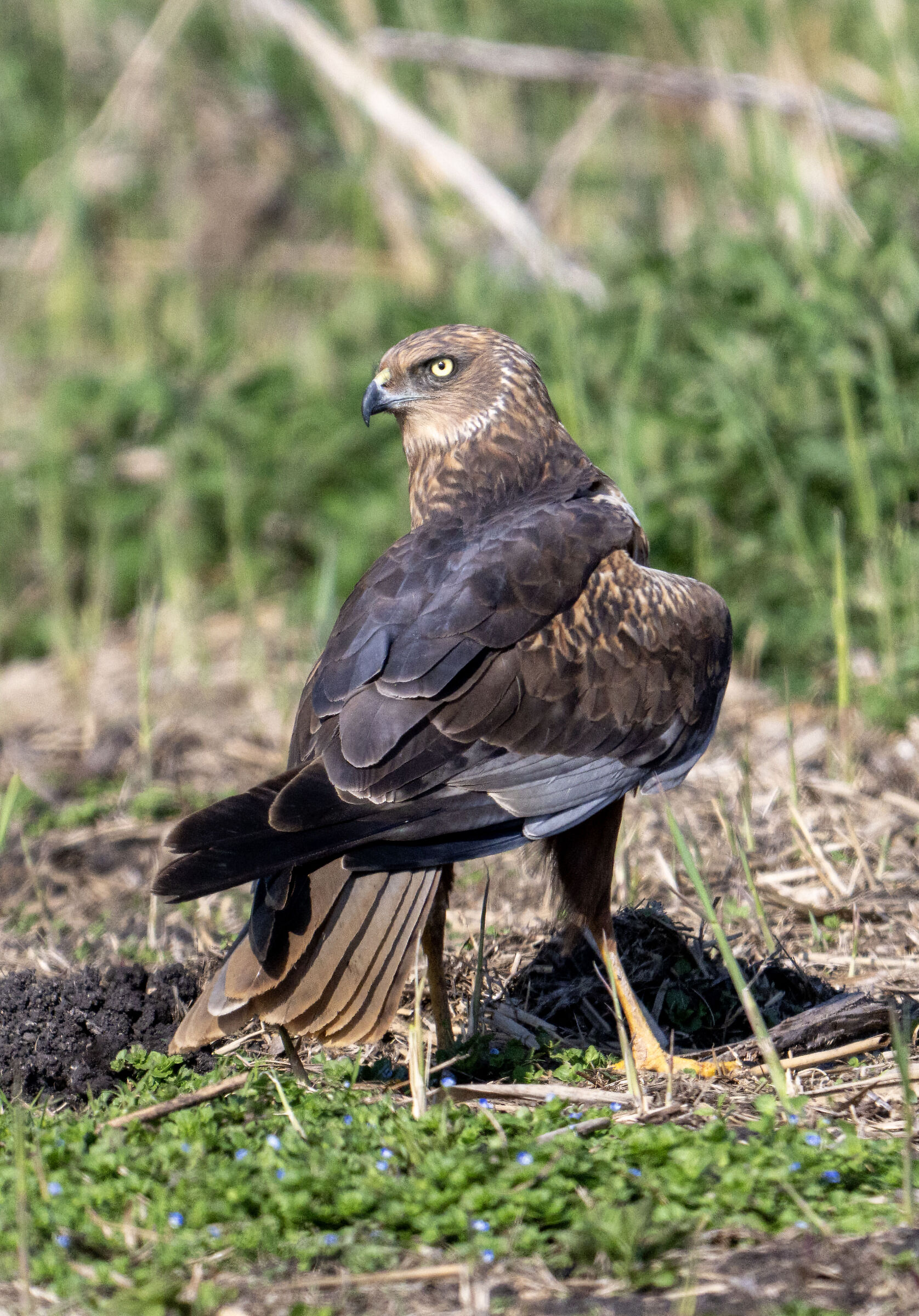 Marsh Harrier