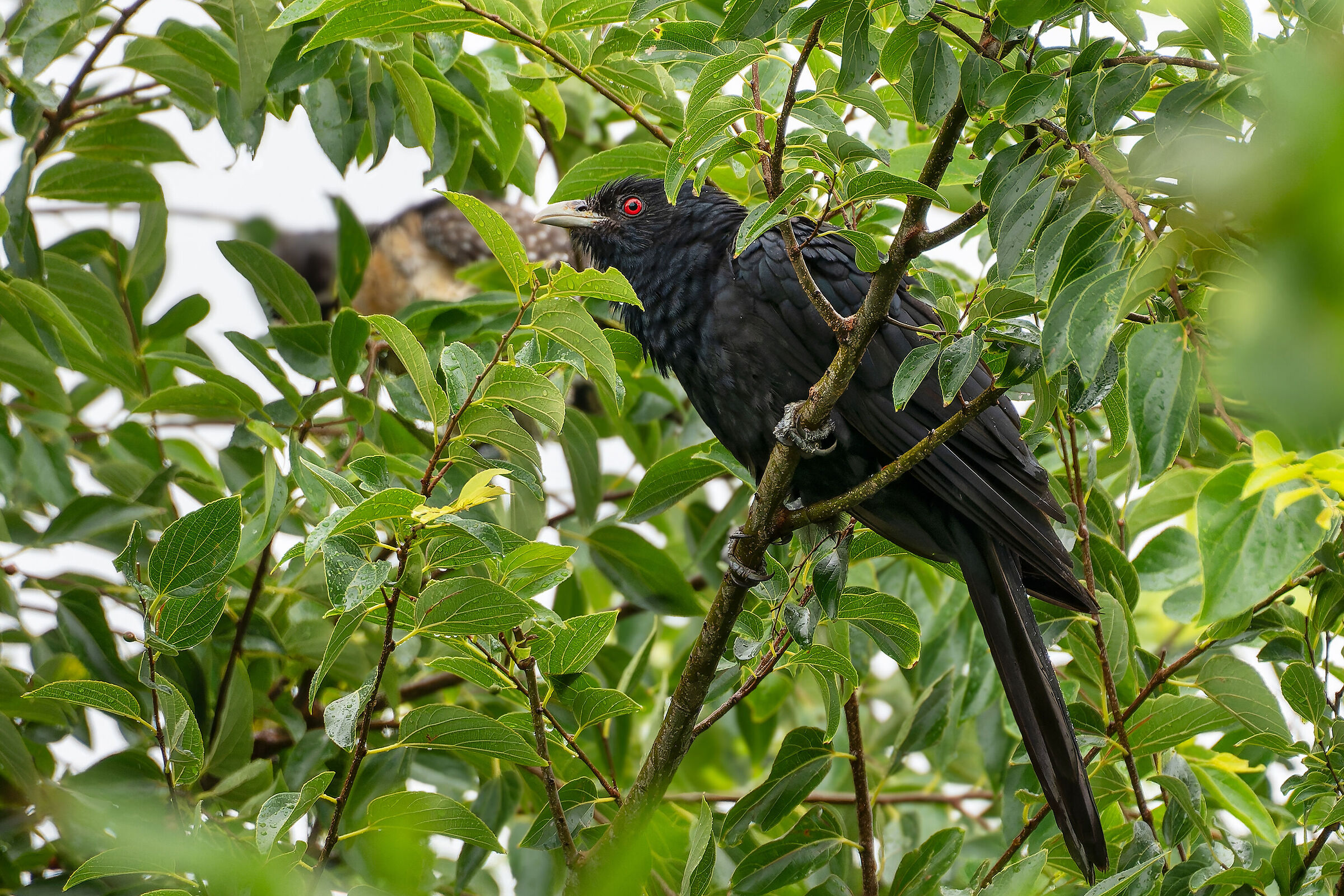 Pacific Cuckoo