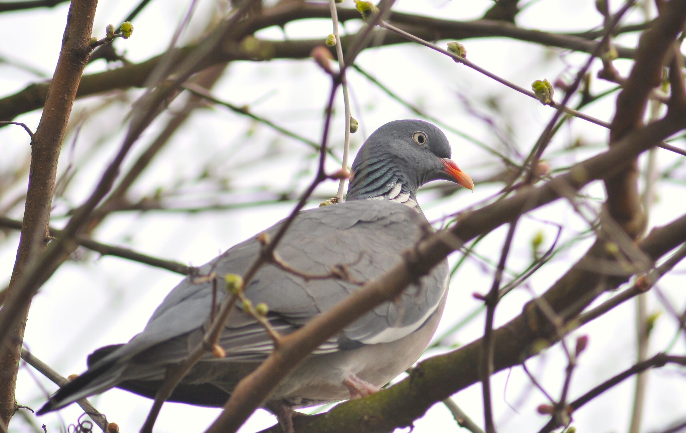 Wood pigeon