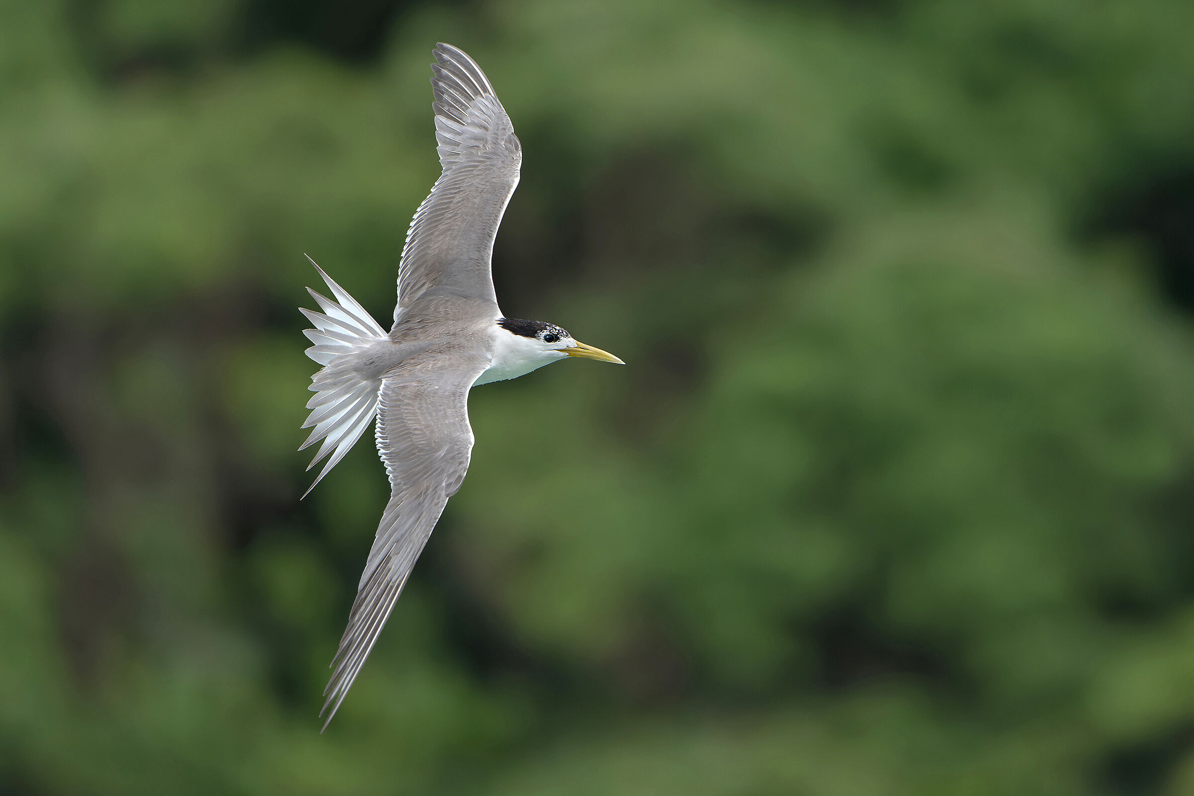 Crested Tern