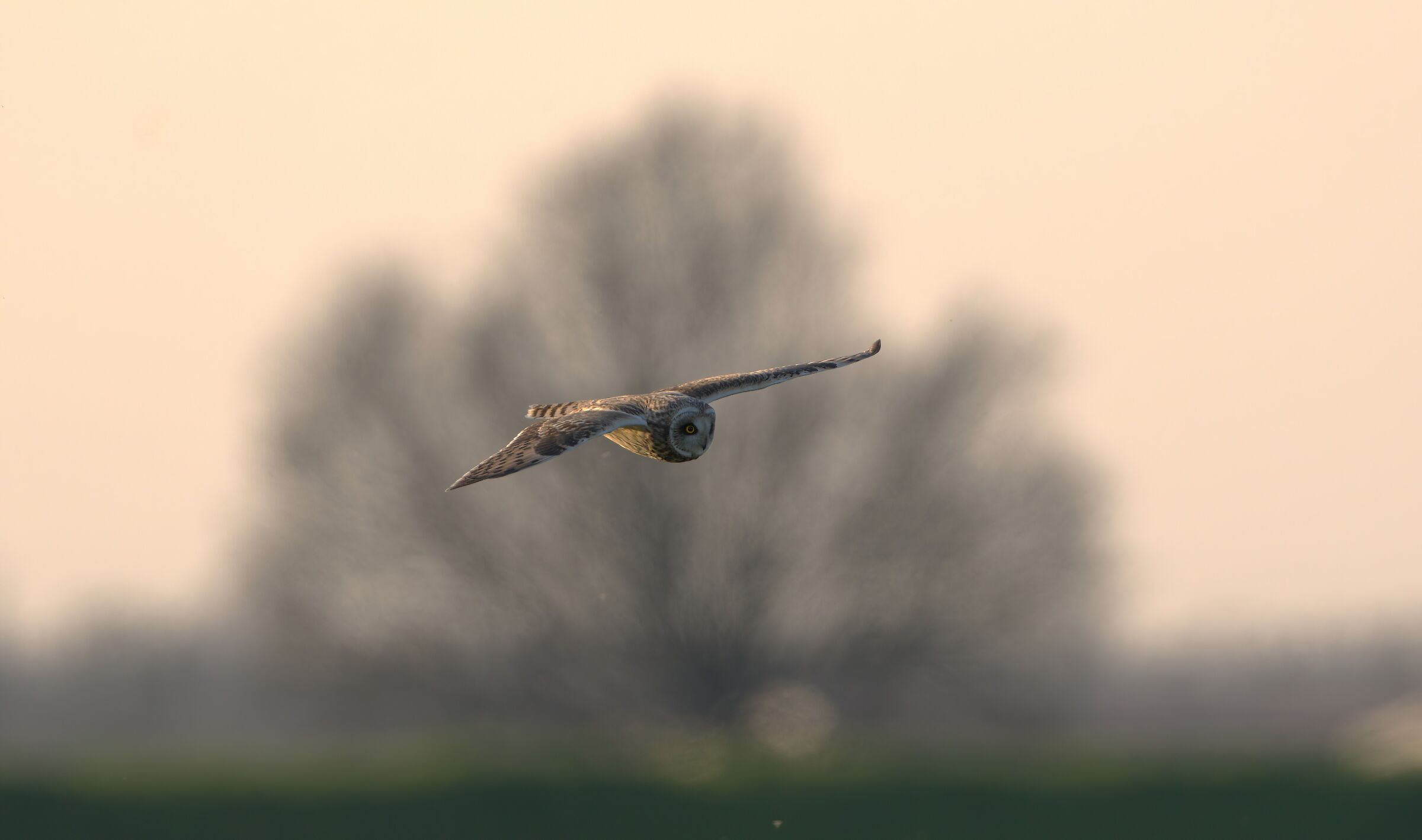 at sunset, swamp owl