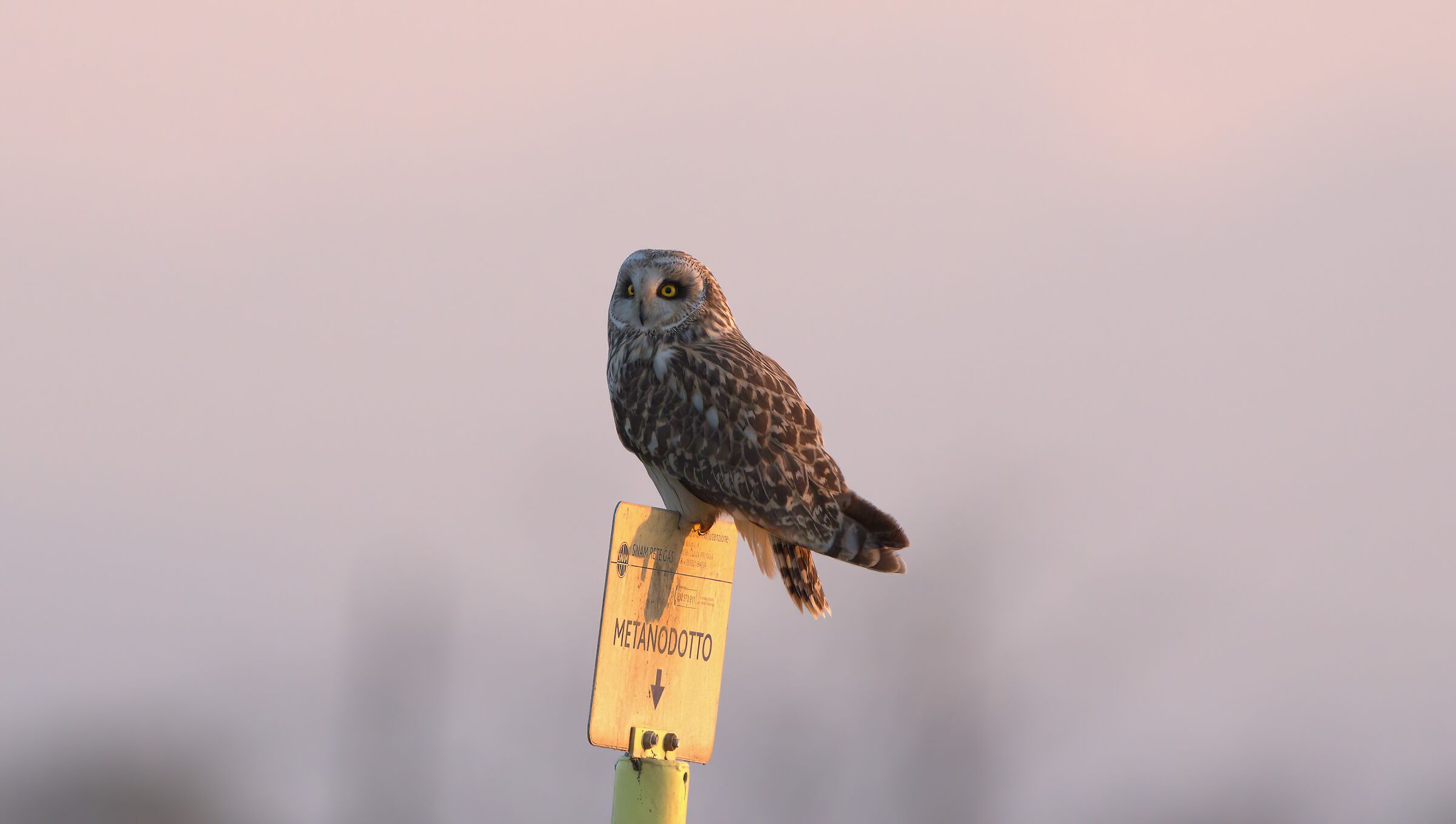 at sunset, swamp owl