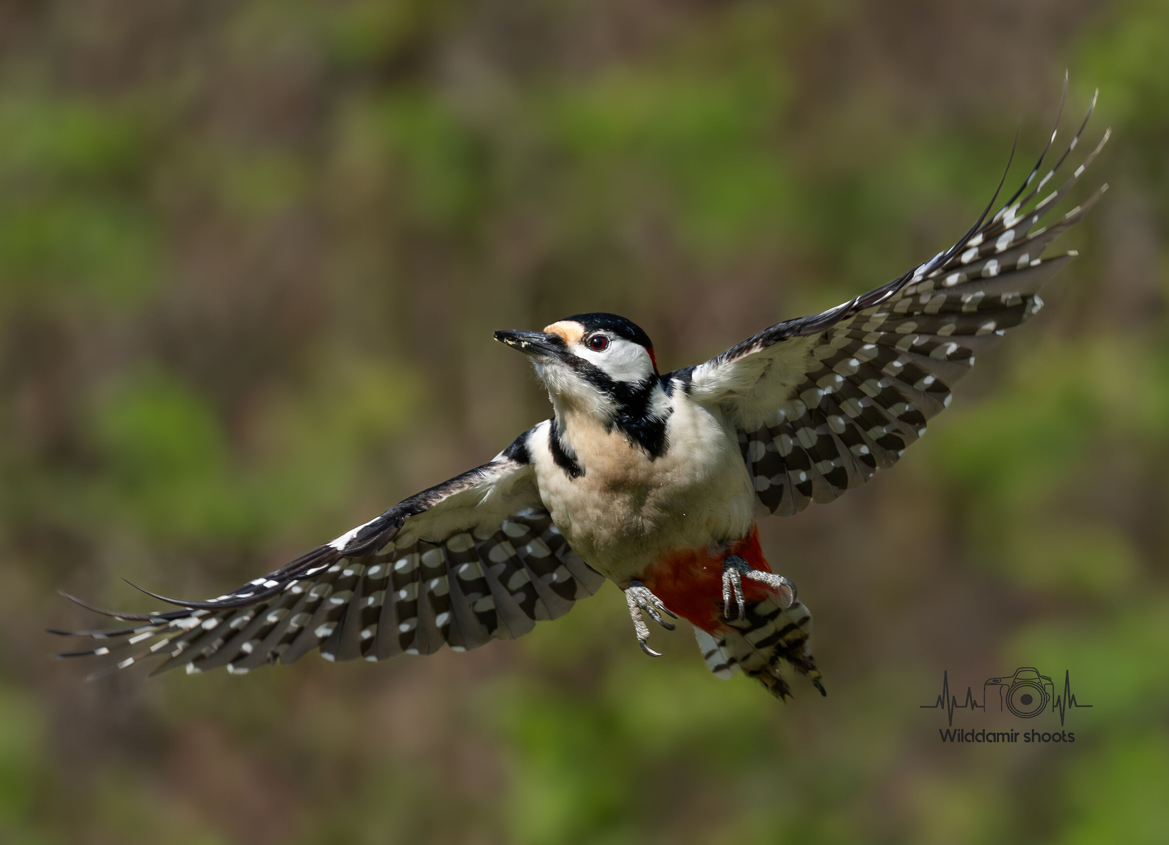 Great Spotted Woodpecker