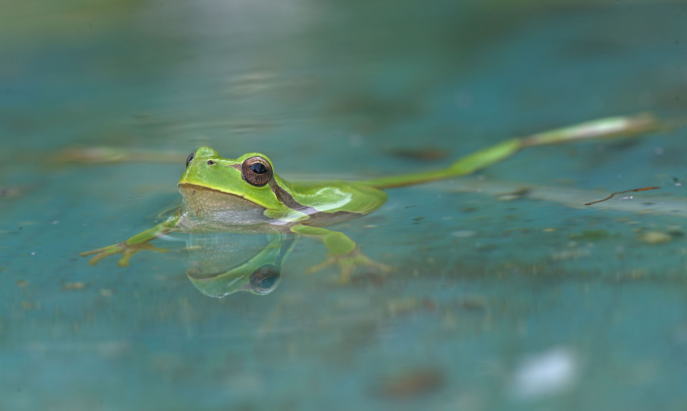 Tree frog