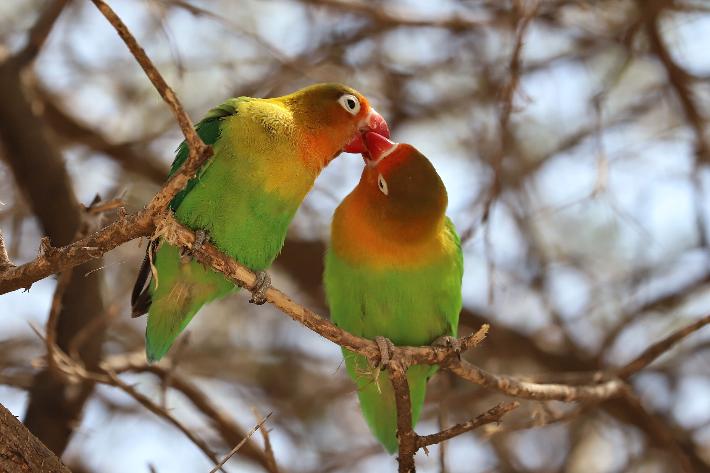 Inseparabili....