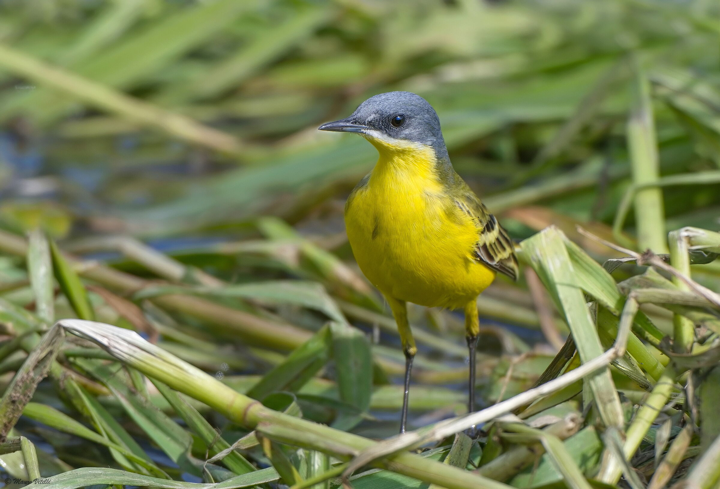 Wagtail thunbergi (motacilla flava)