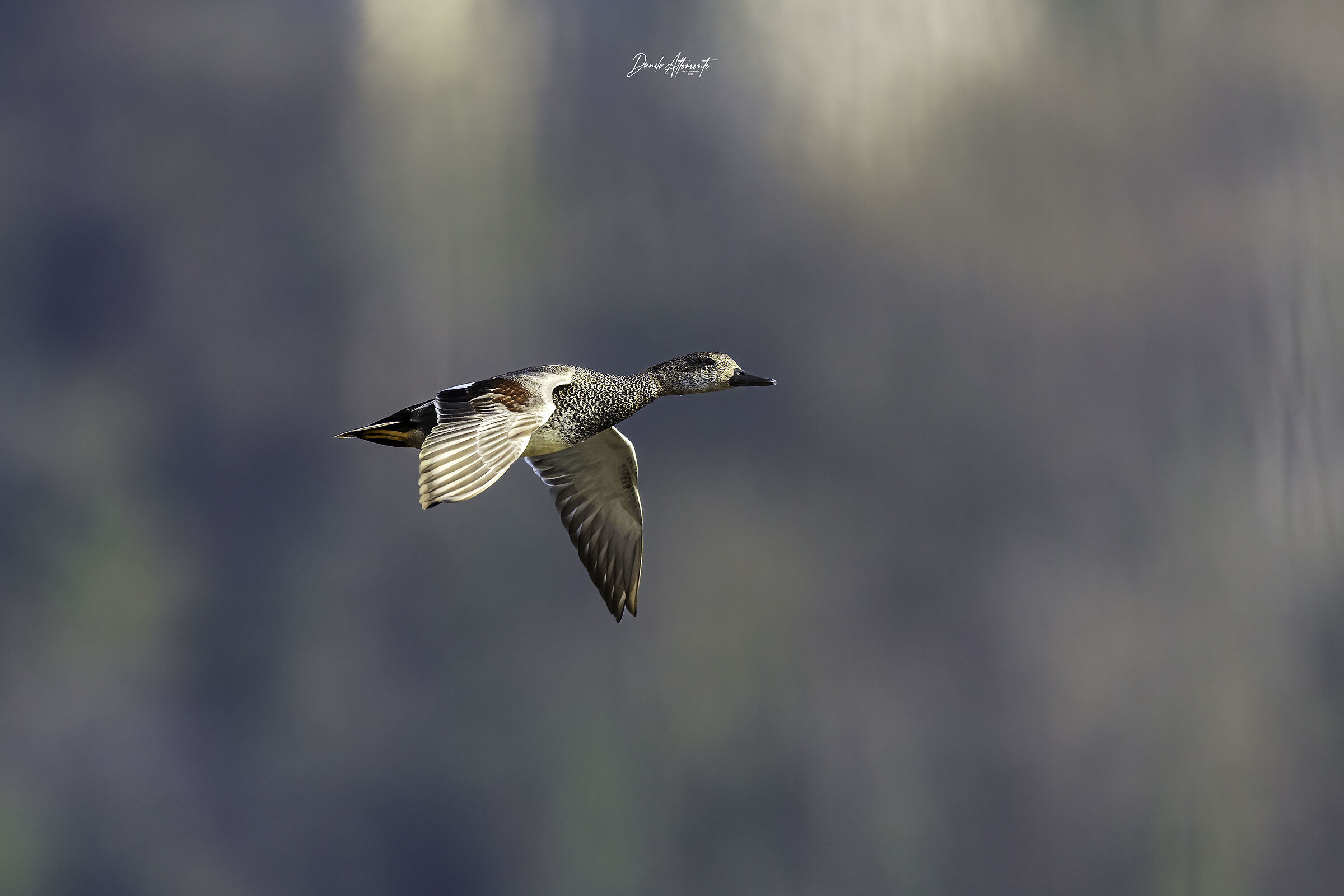 Gadwall