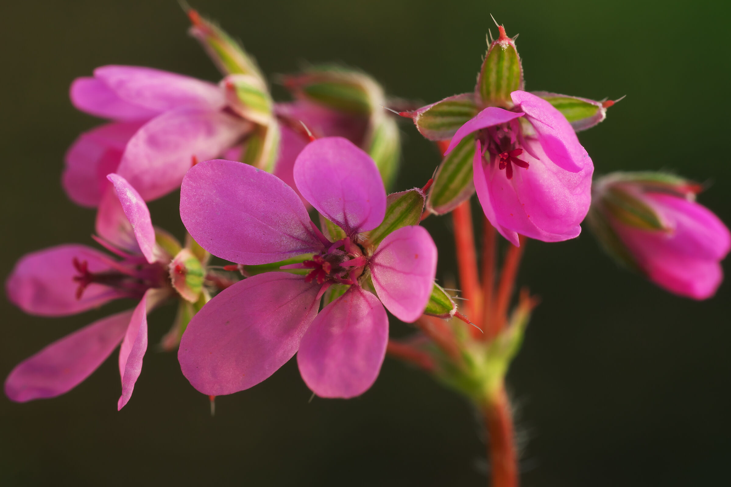Erodium cicutarium