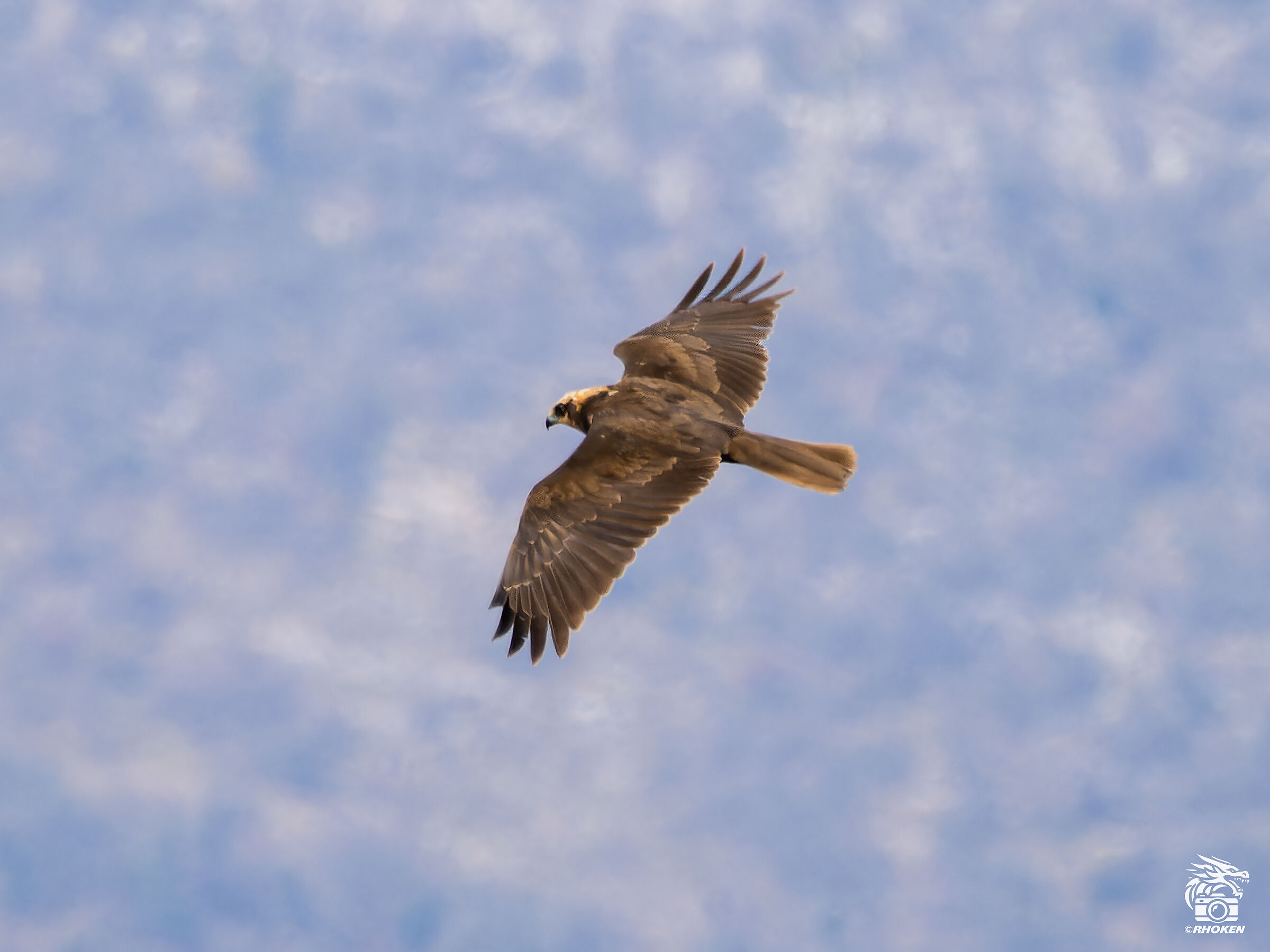 Marsh Harrier