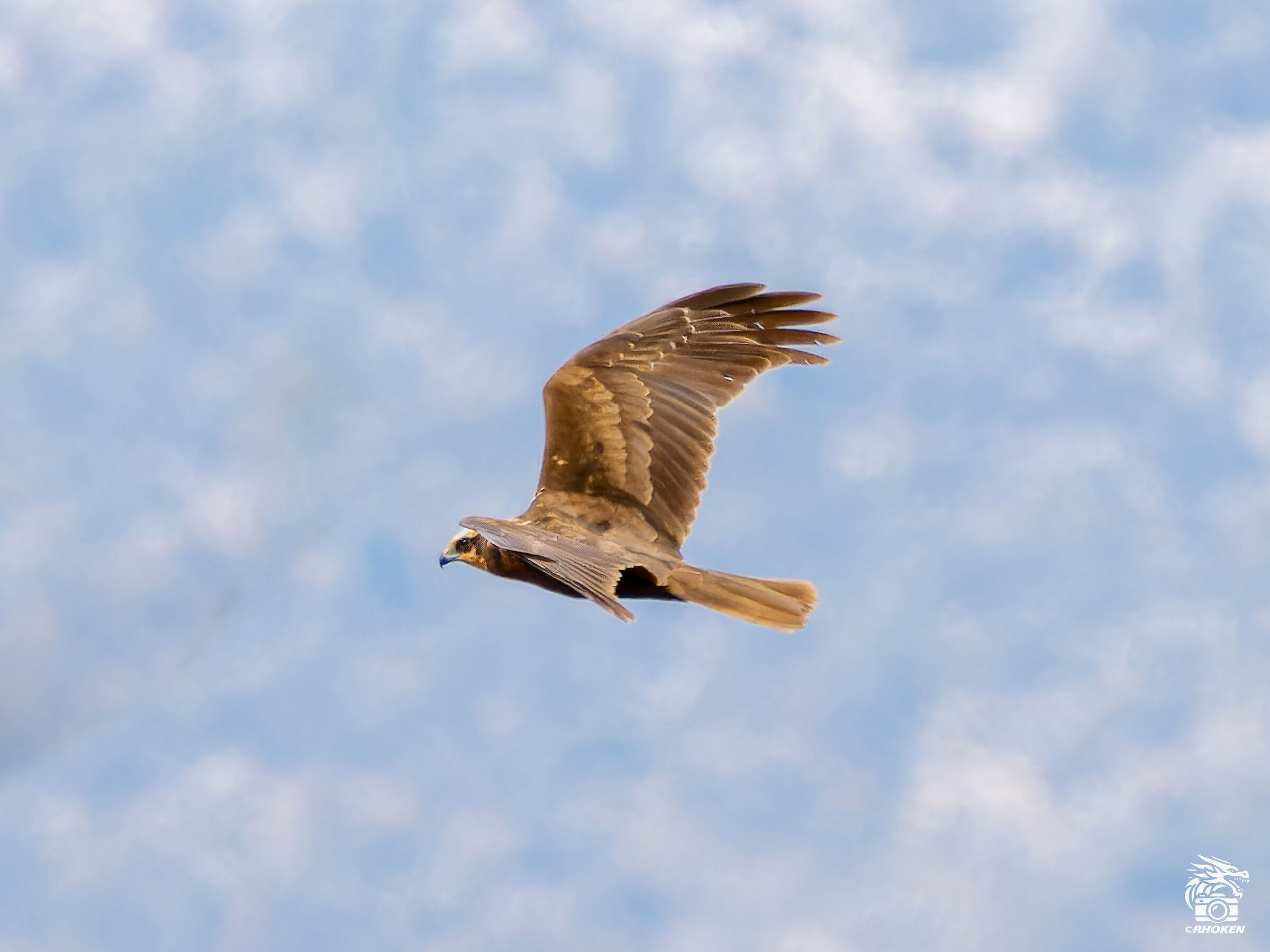 Swamp Harrier II