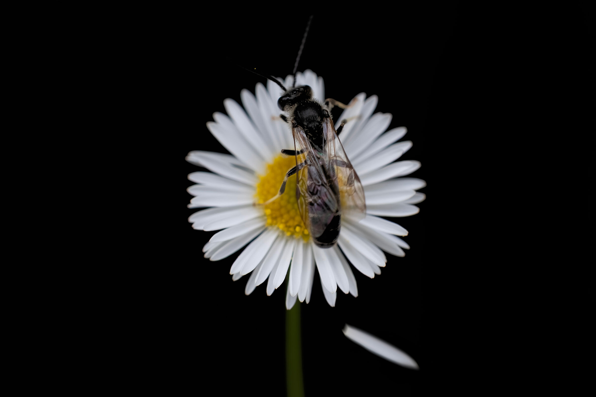 M'ama non m'ama, m'ama, non m'ama.. ?