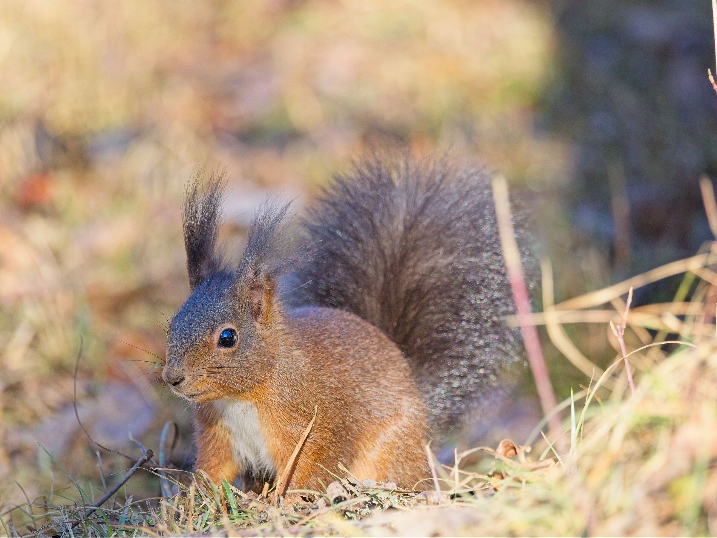 Red squirrel