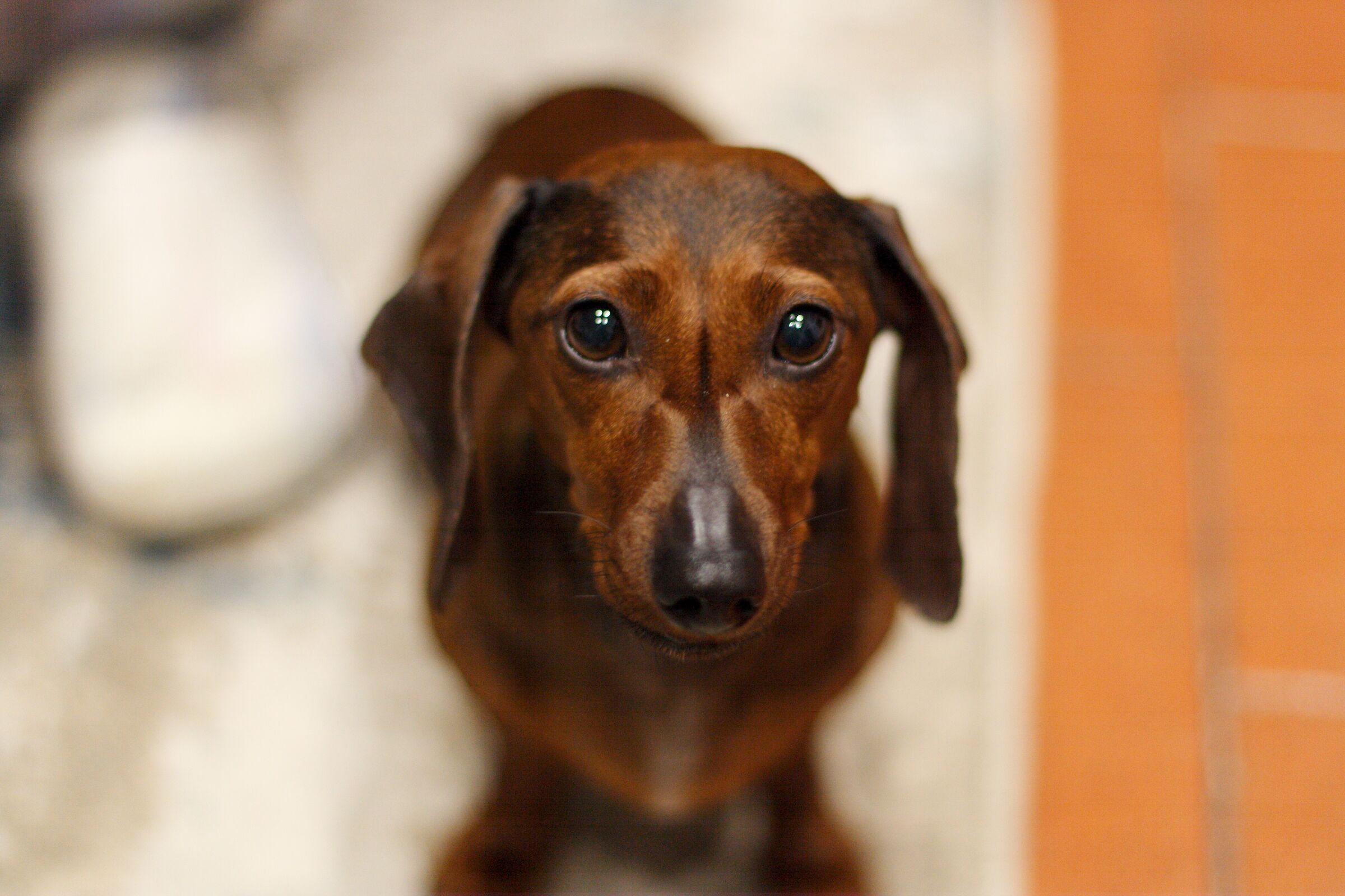 La mia Dea