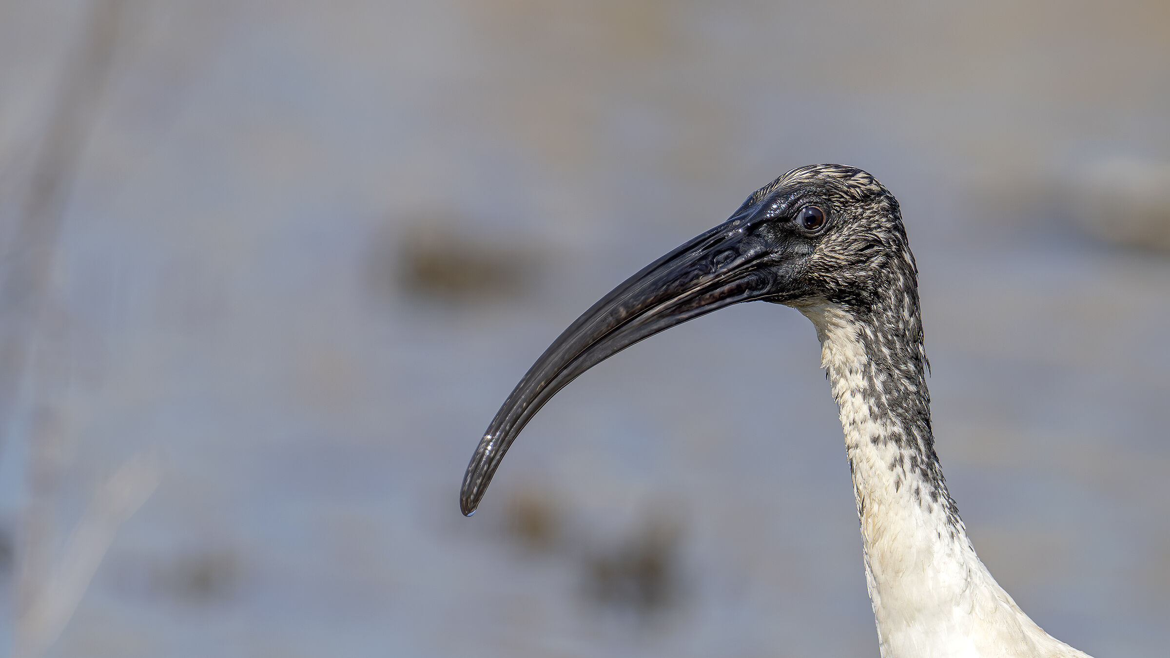 Sacred Ibis