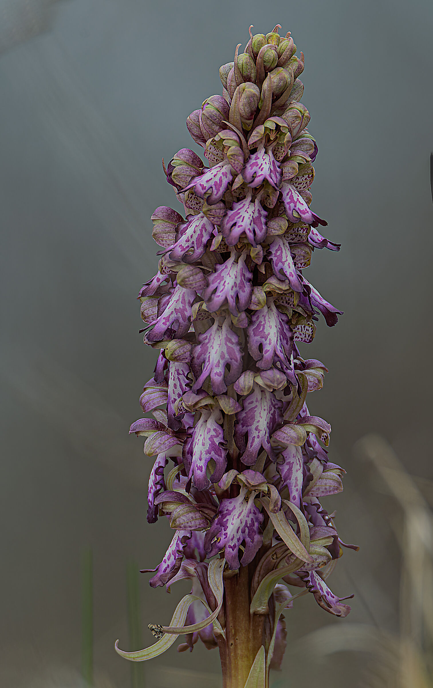 Barlia robertiana in full bloom