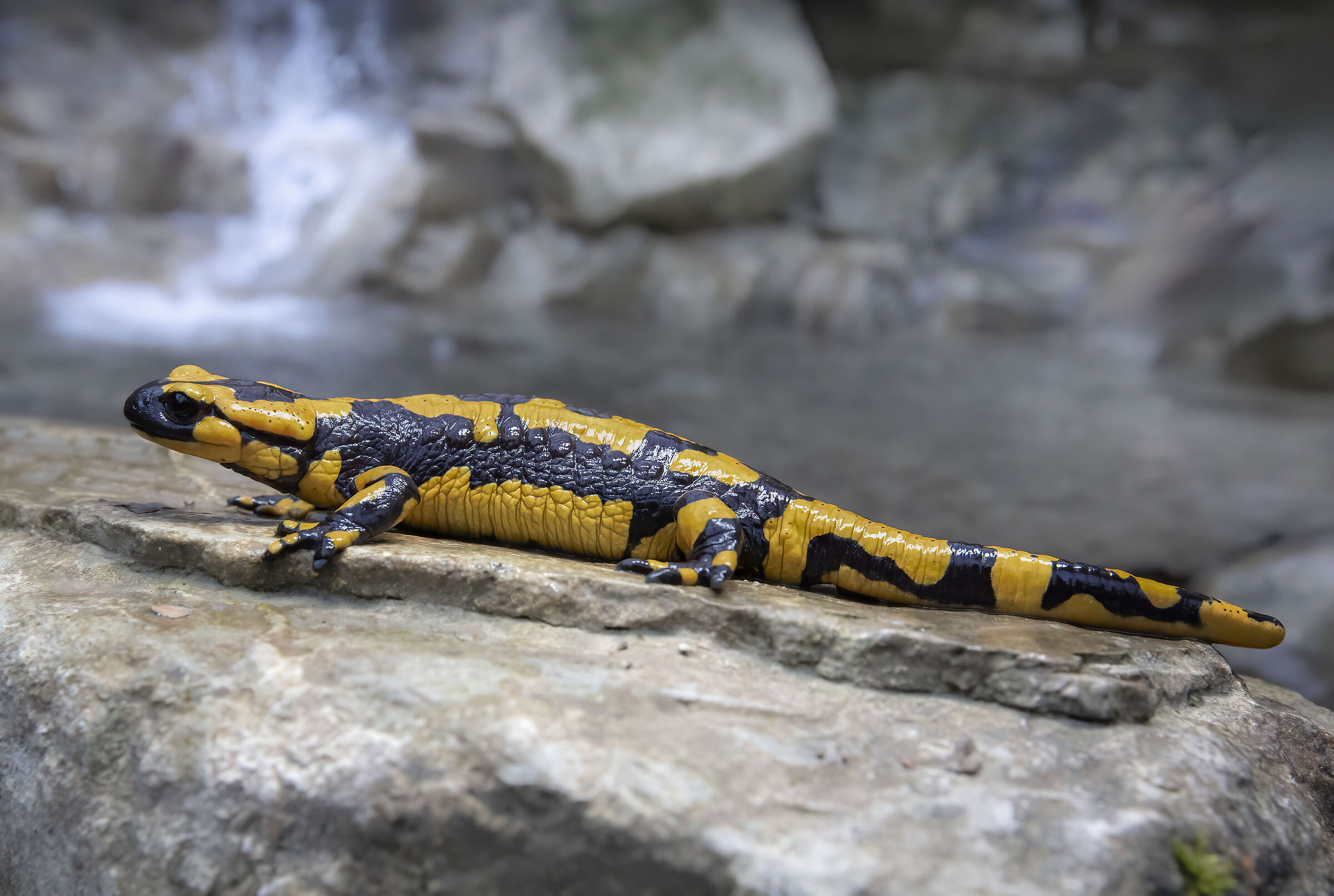 la roccia della salamandra