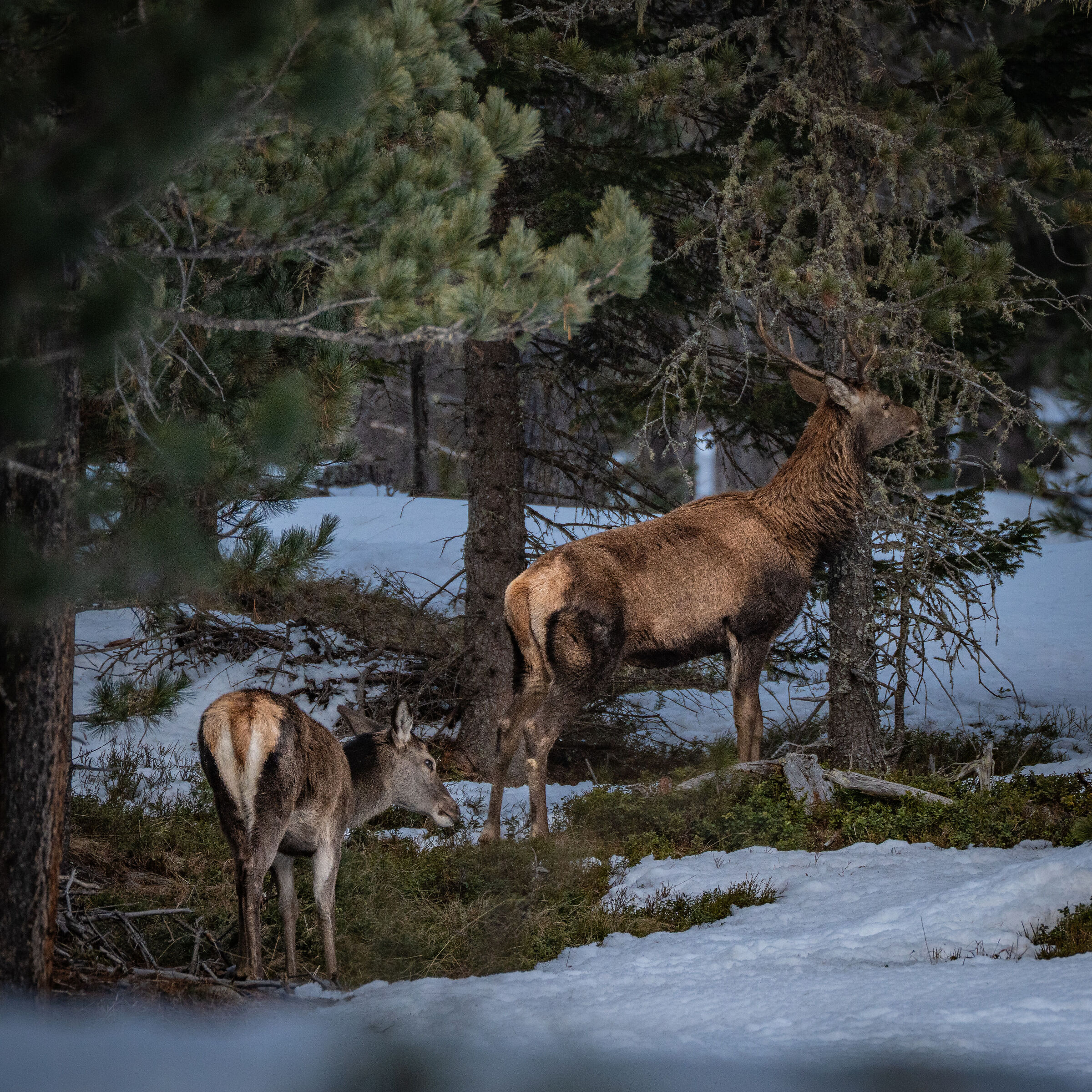 Deer in the Engadine