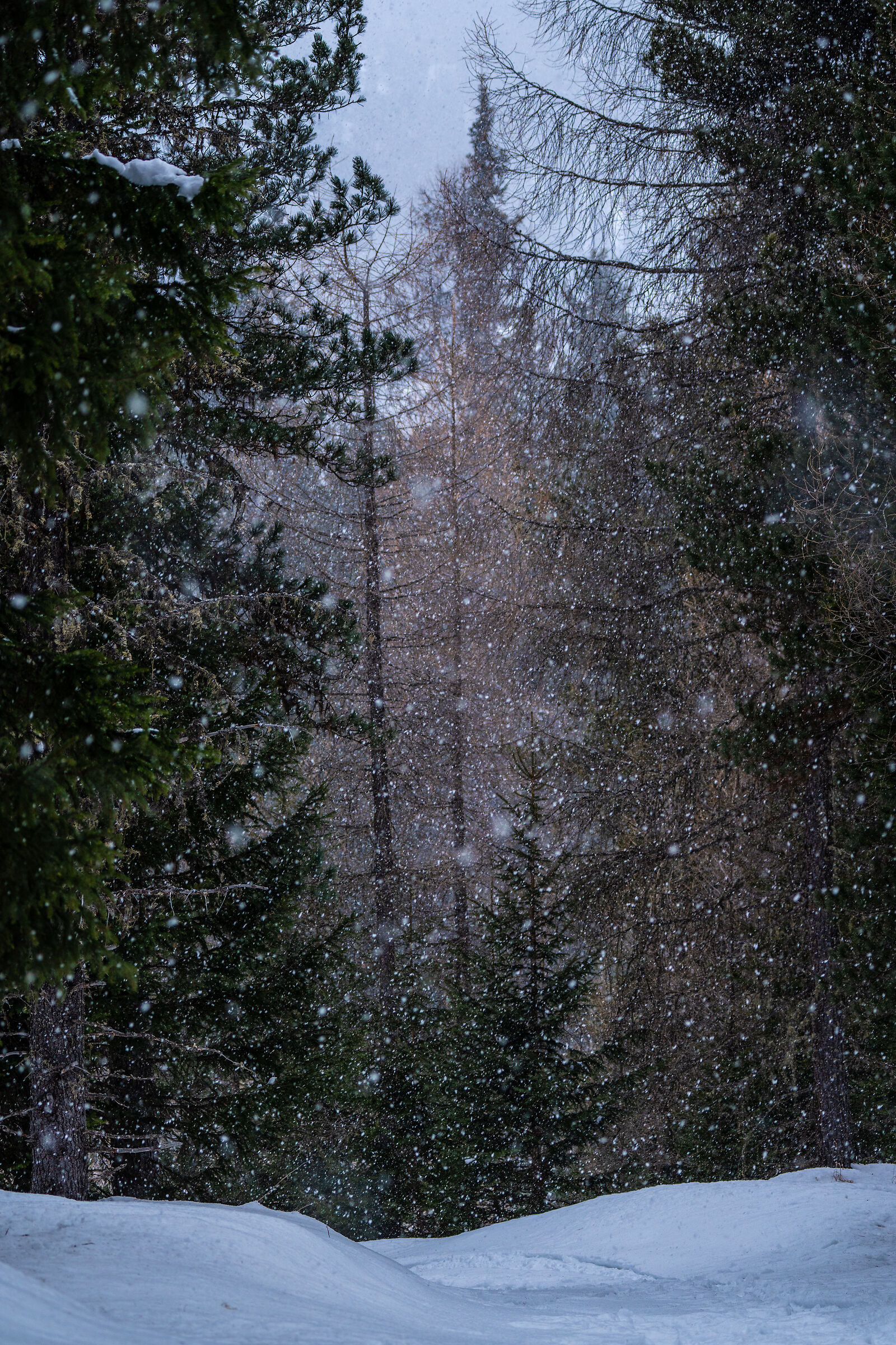 Forests of St. Moritz