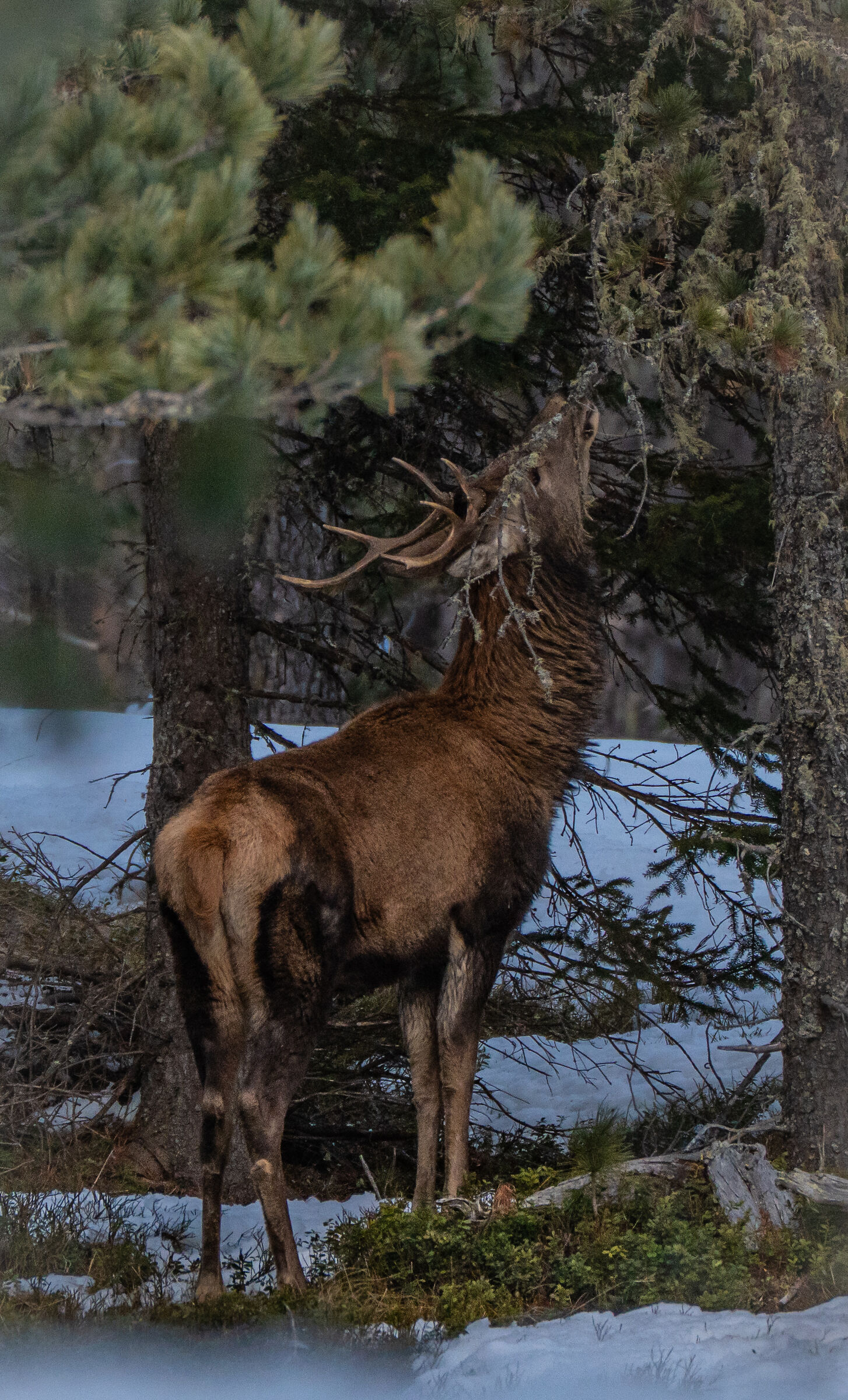 Red deer