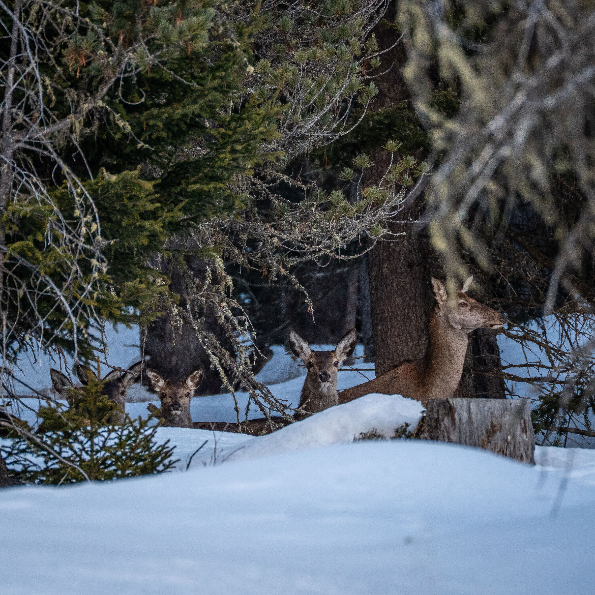 Deer herd in the Engadine