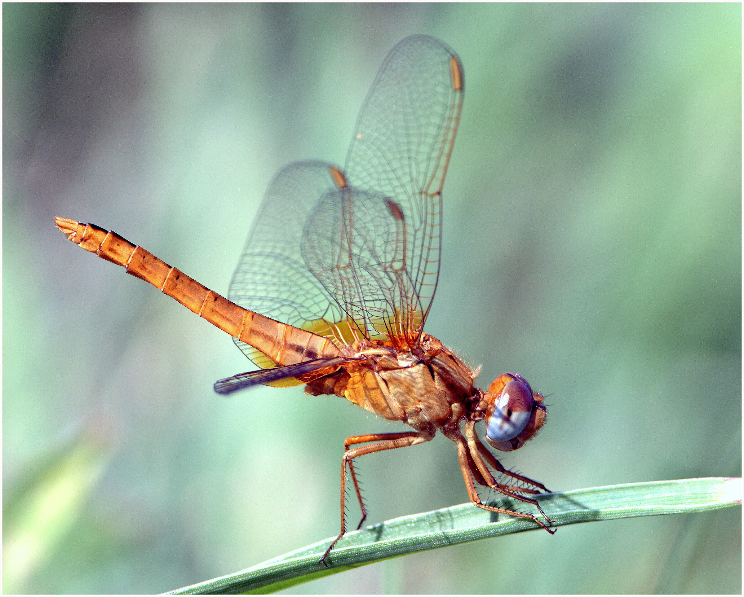 Dragonfly