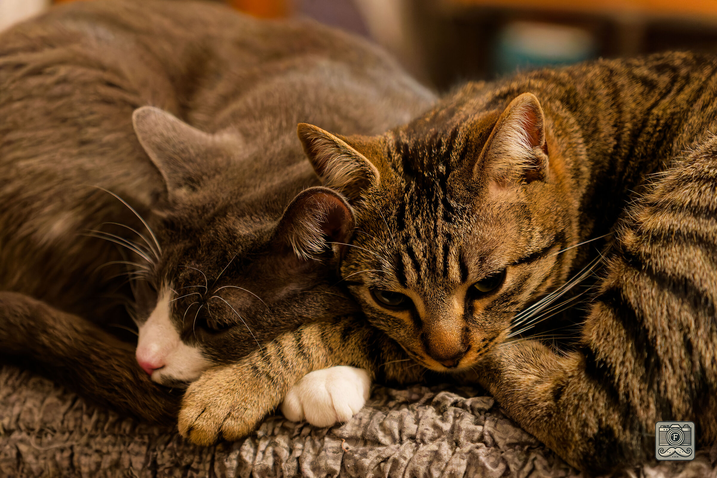 Friends