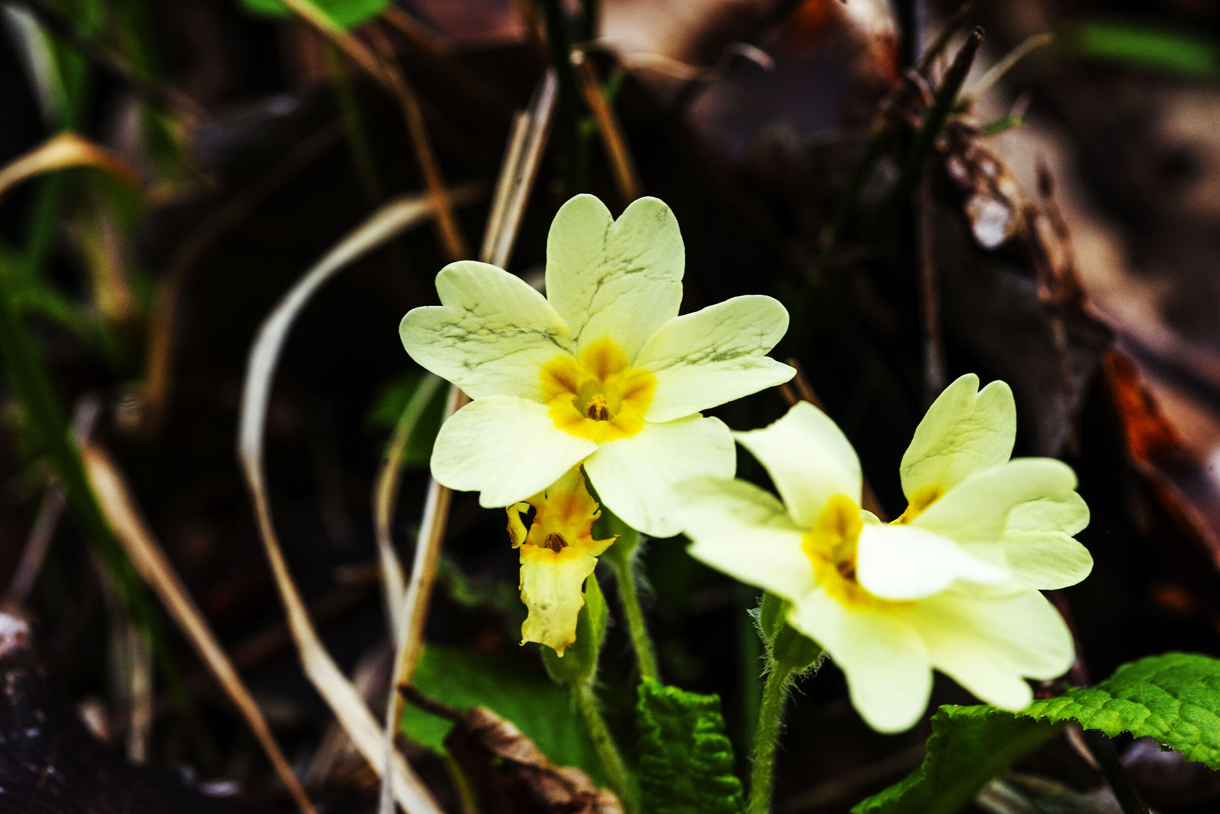 First primroses.