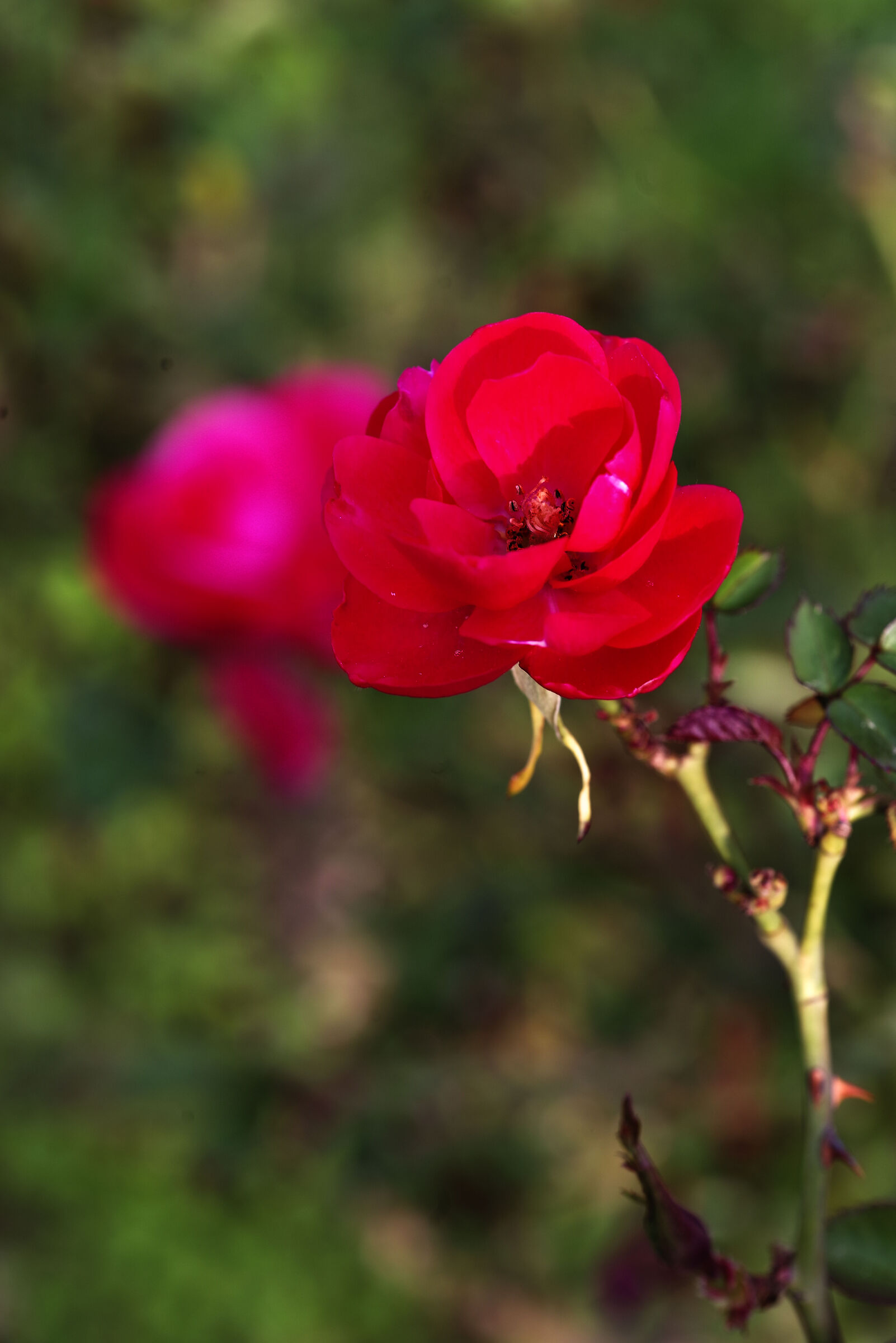 Rose Bengal