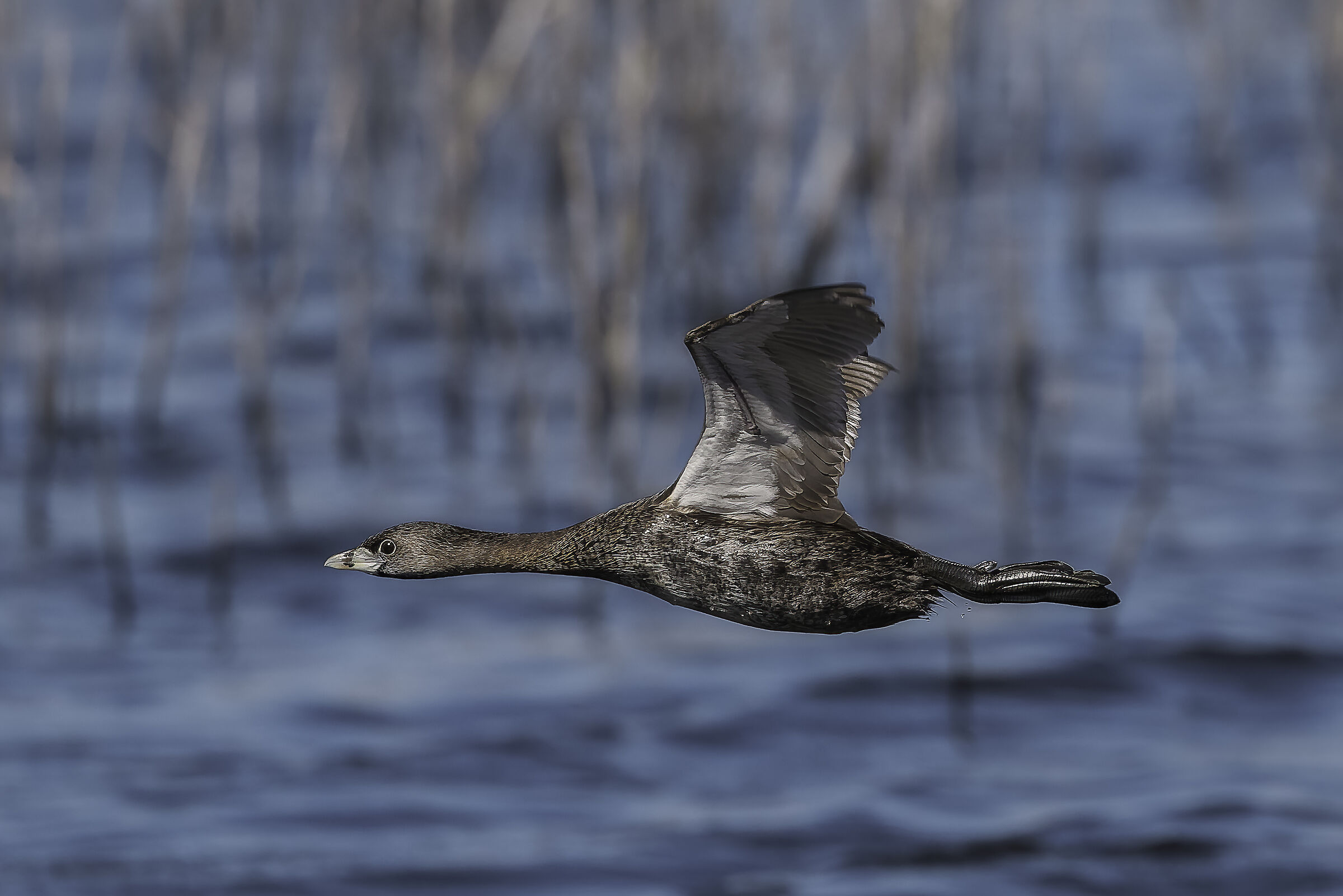Big-billed grebe
