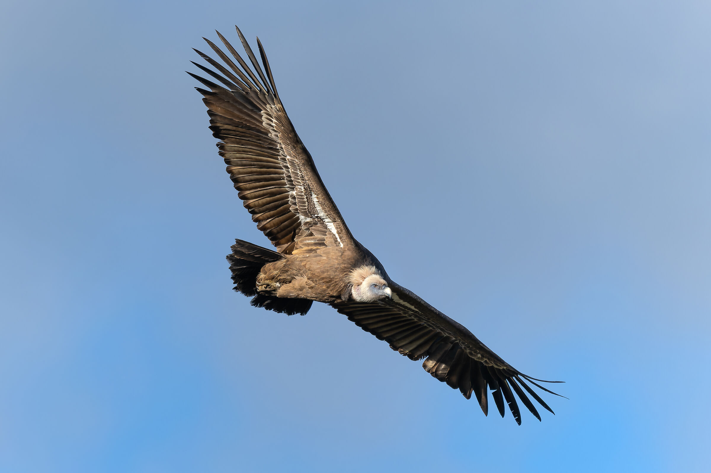 Griffin-Parc naturel régional des Baronnies Proven&cc...