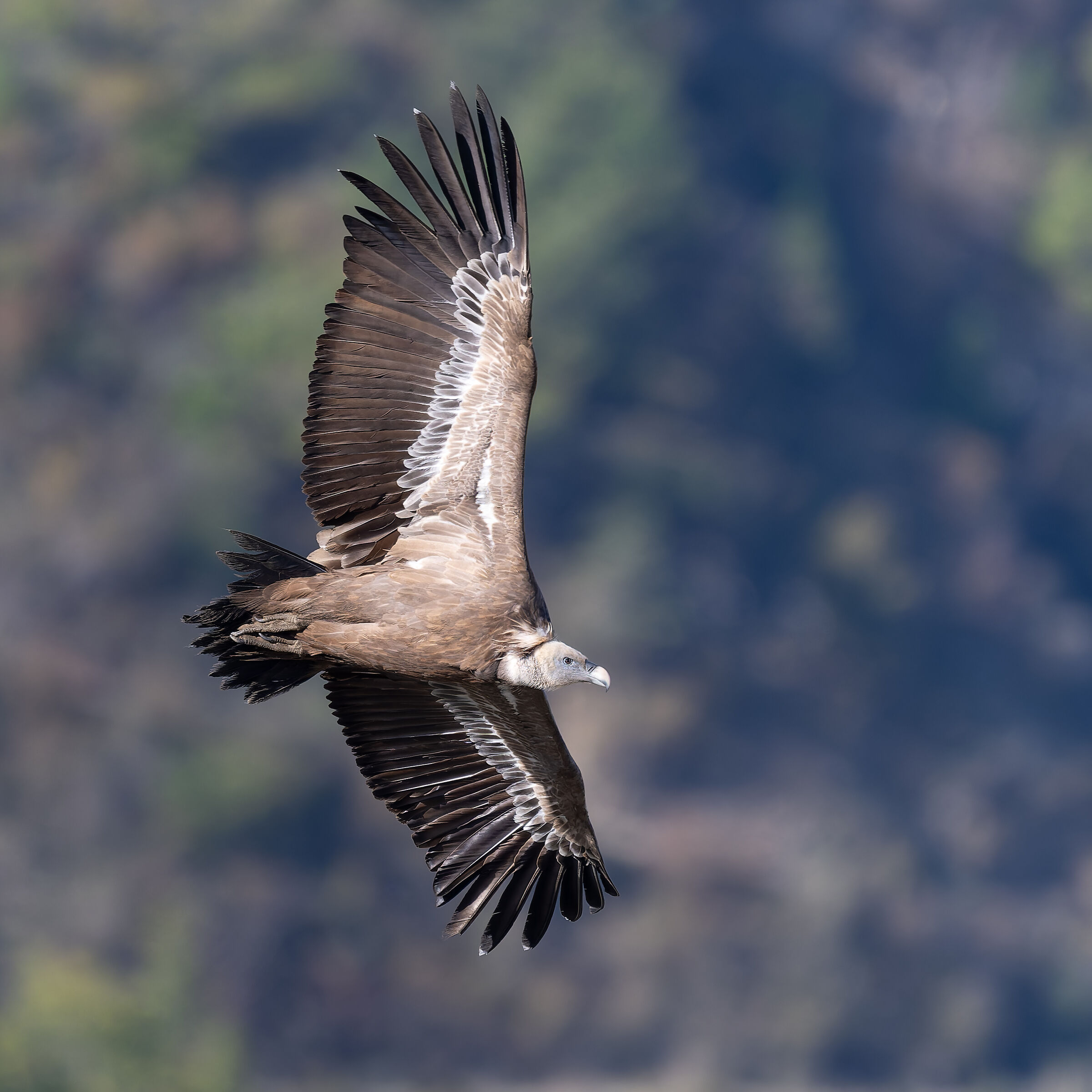 Griffin-Parc naturel régional des Baronnies Proven&cc...