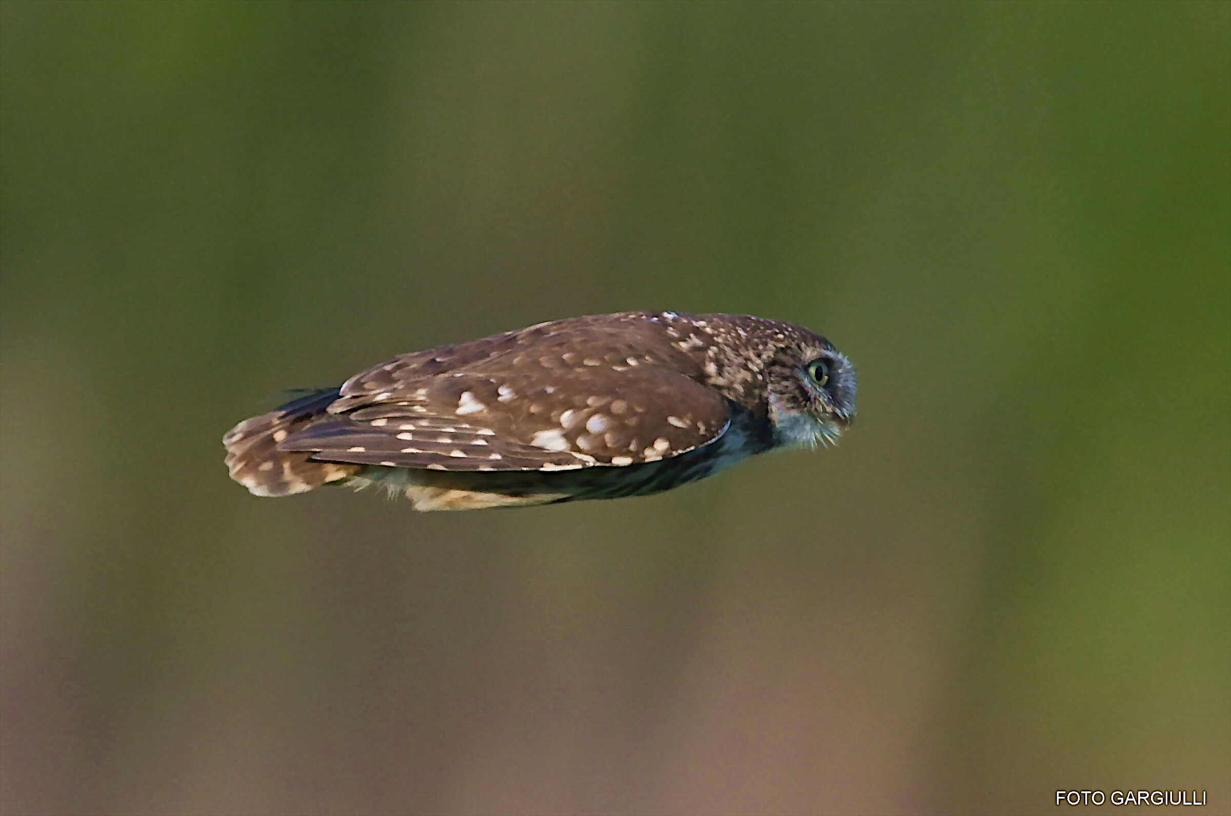 Owl in flight