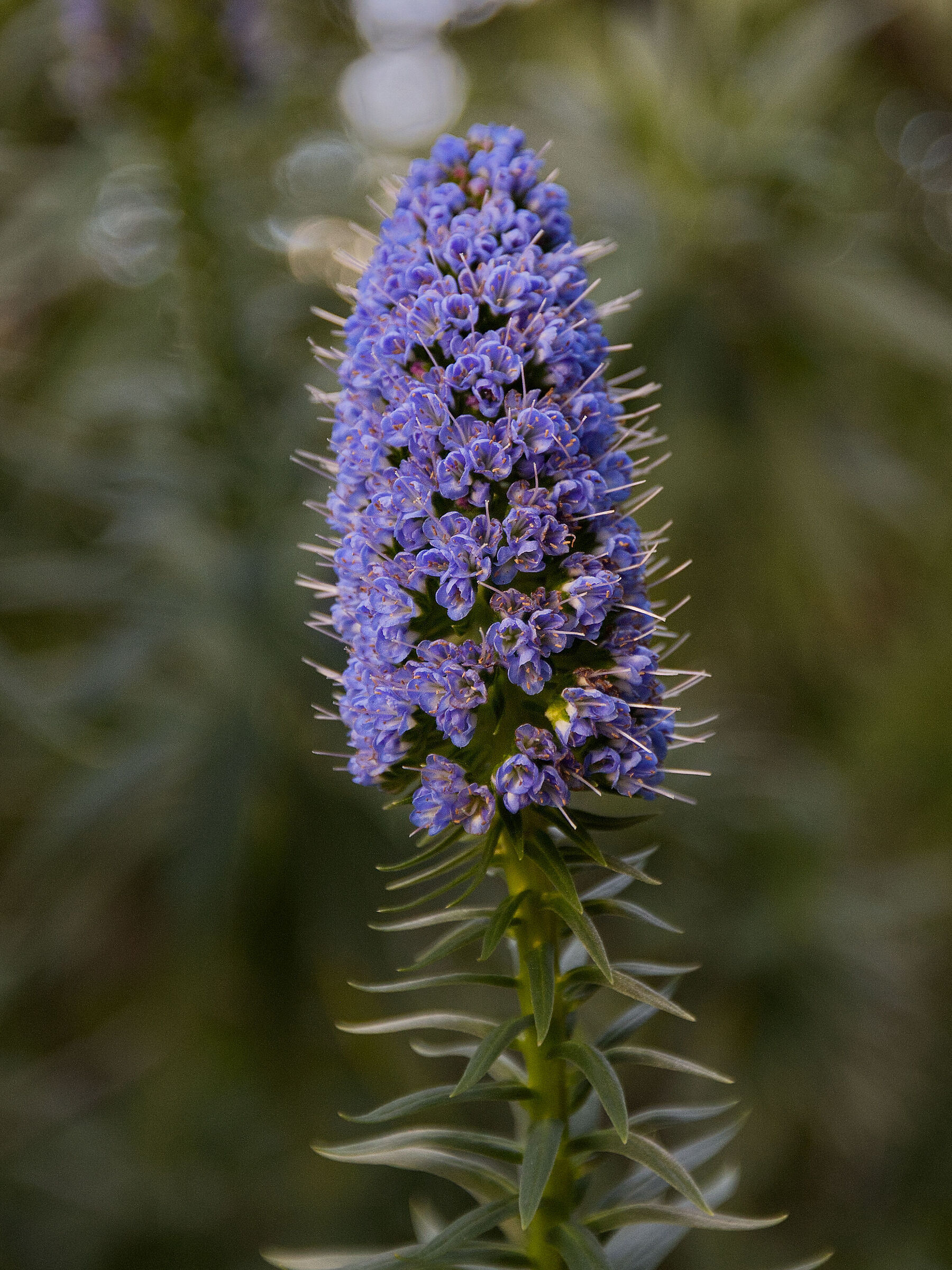 Echium fastosum
