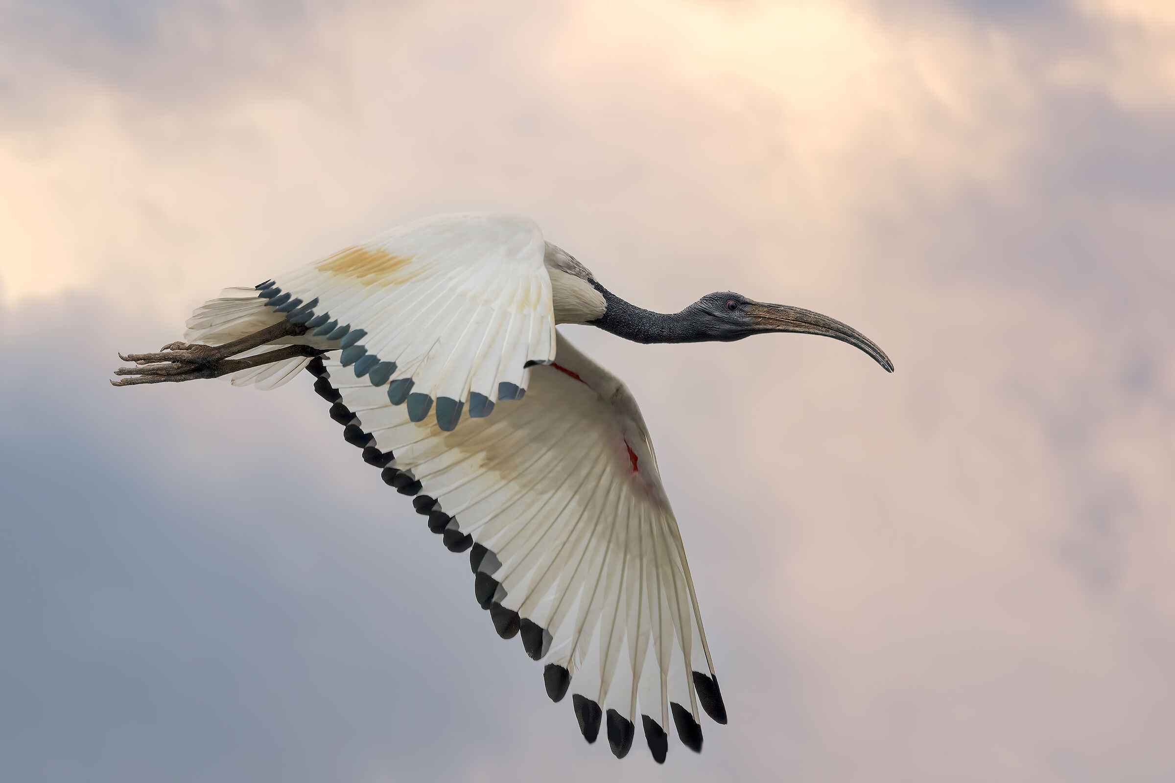 Ibis sacro del Nilo