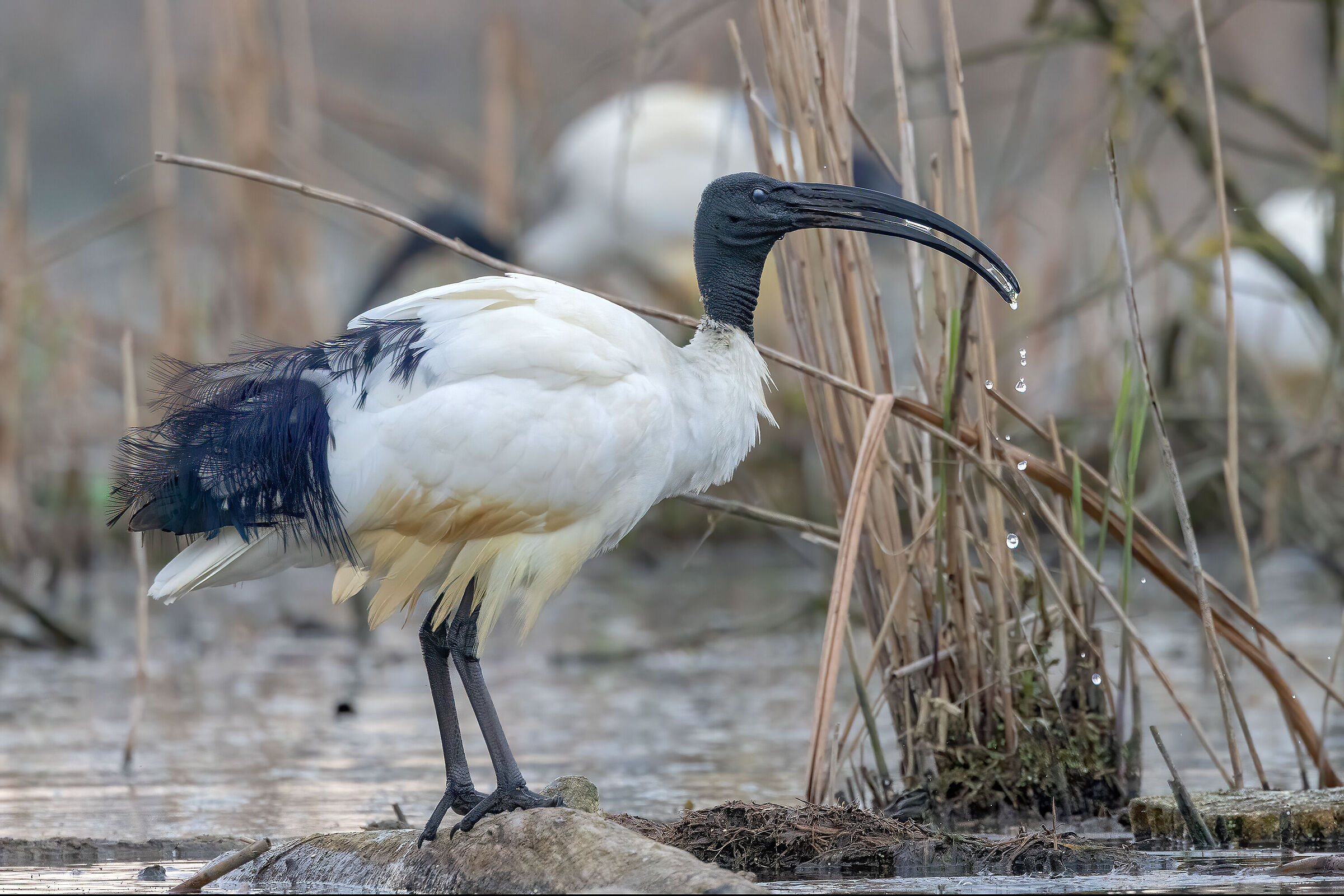 Ibis sacro del Nilo in abbeverata