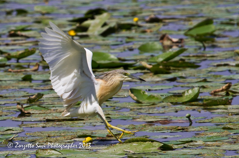 sgarza ciuffetto in cerca di prede