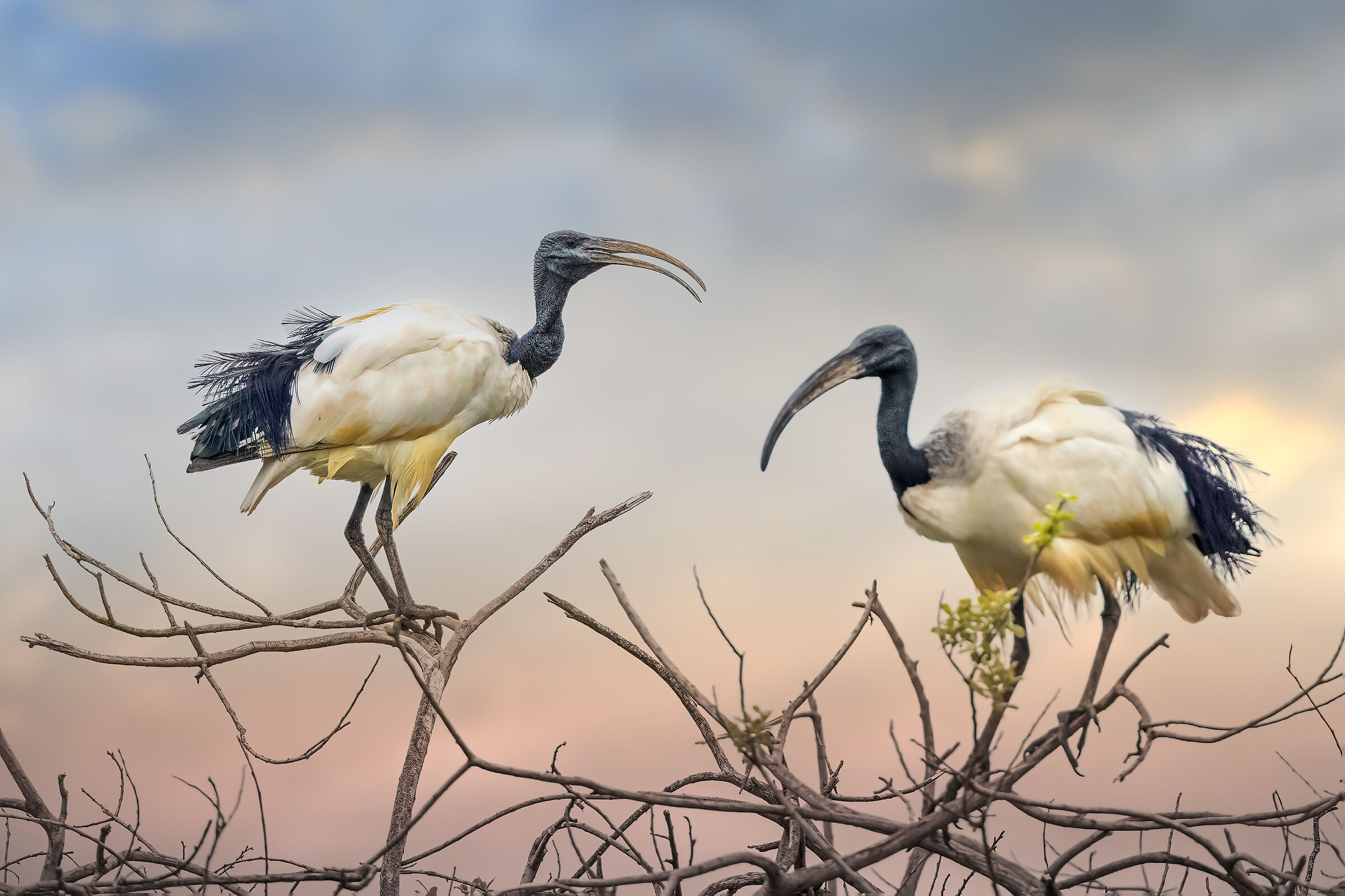 Coppia di Ibis sacro del Nilo
