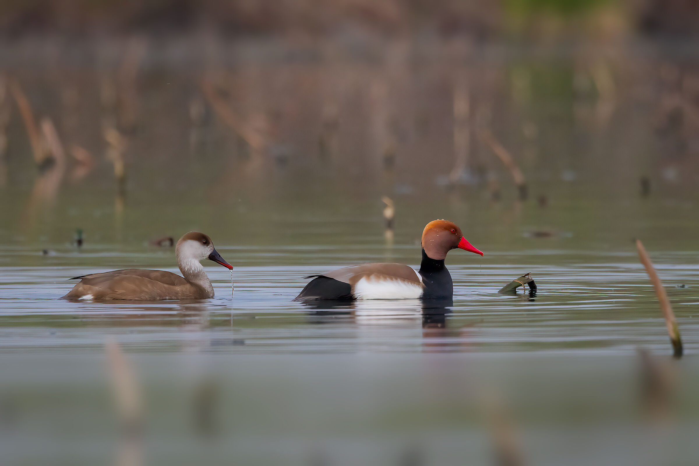 Coppia di Fistione turco