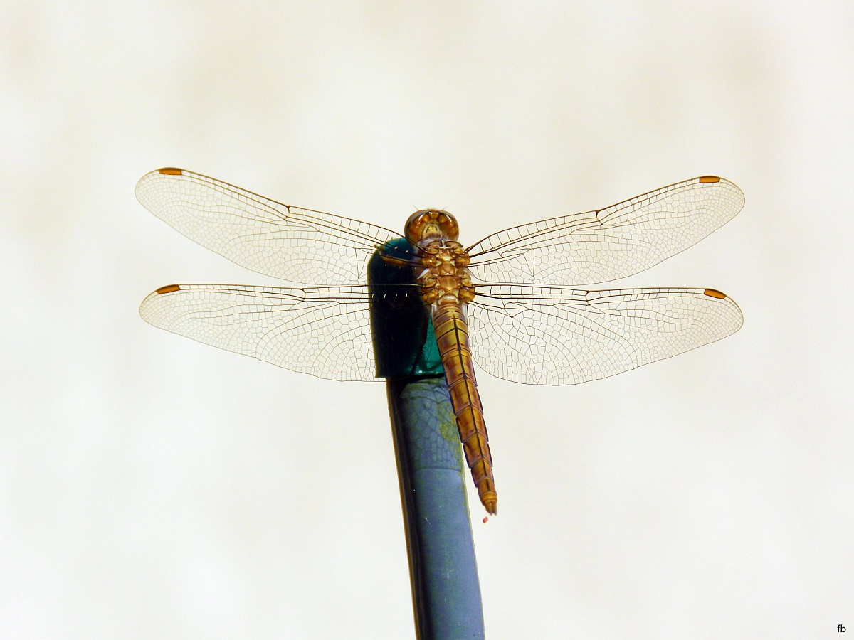 libellula a riposo