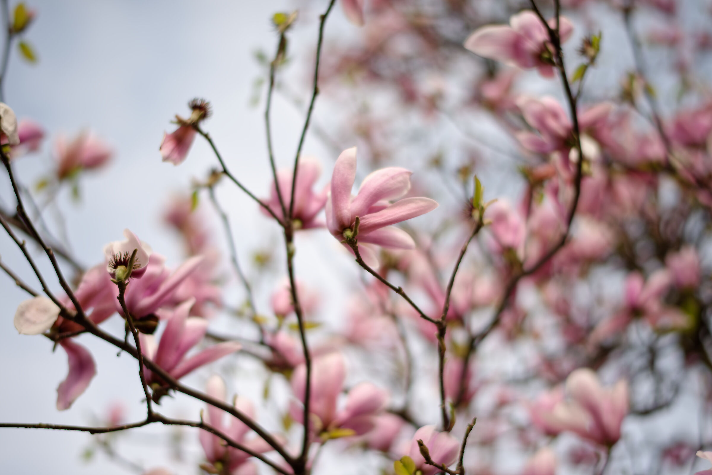 Magnolia 01