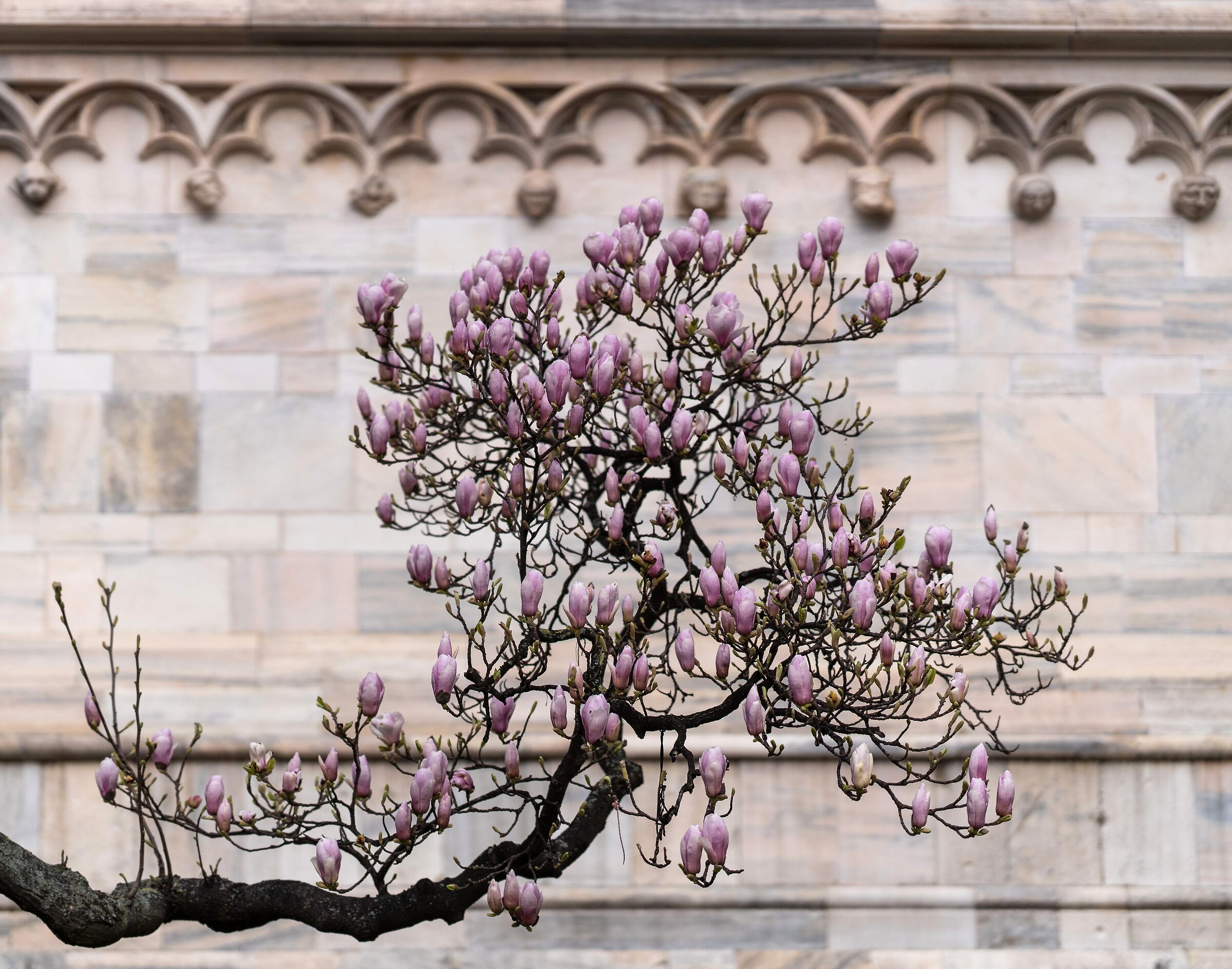 “Magnolia Denudata” in Piazza Duomo - 04/03/2026, 09:35
