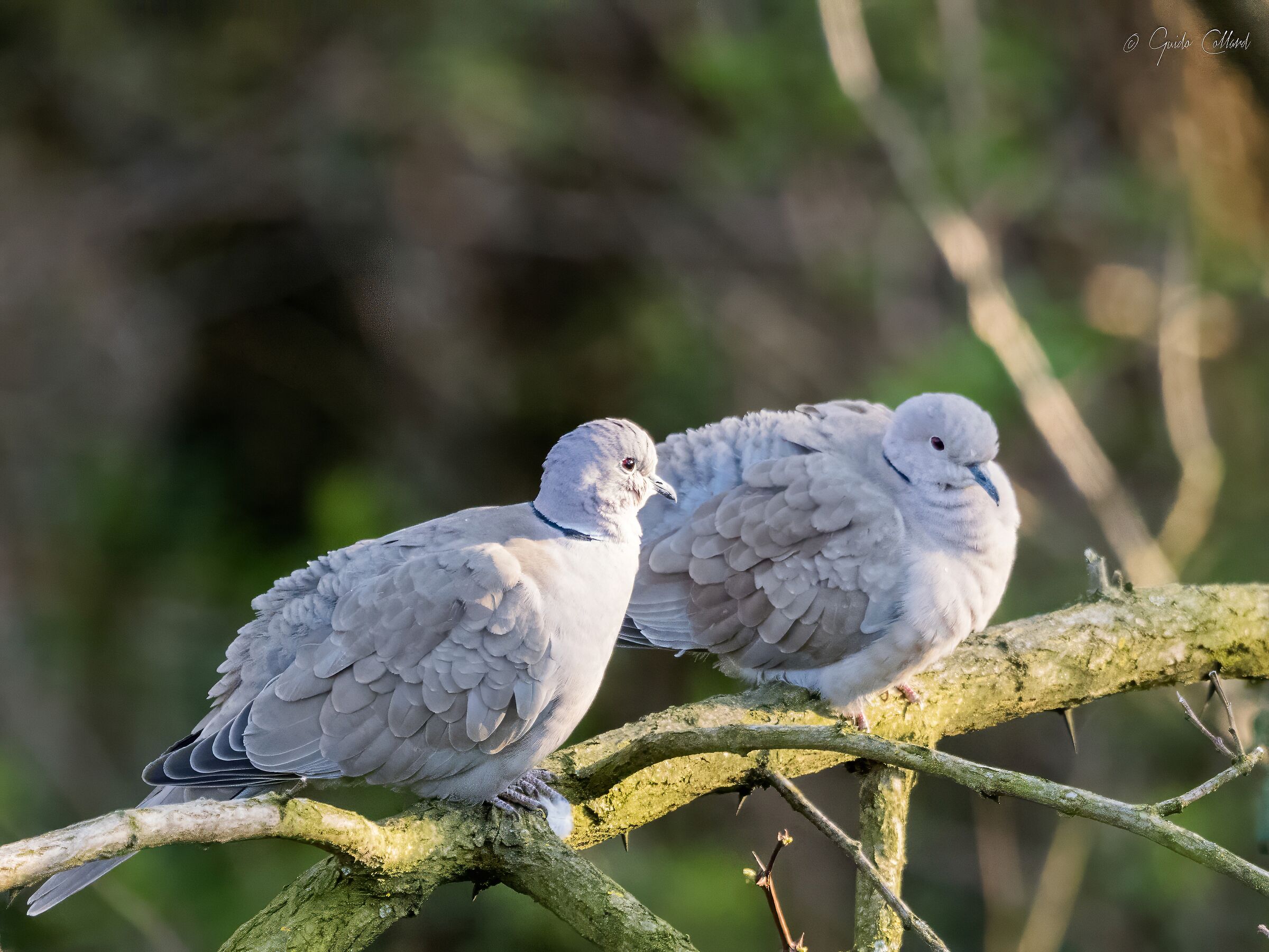 Pair of turtledoves with 100-400 1