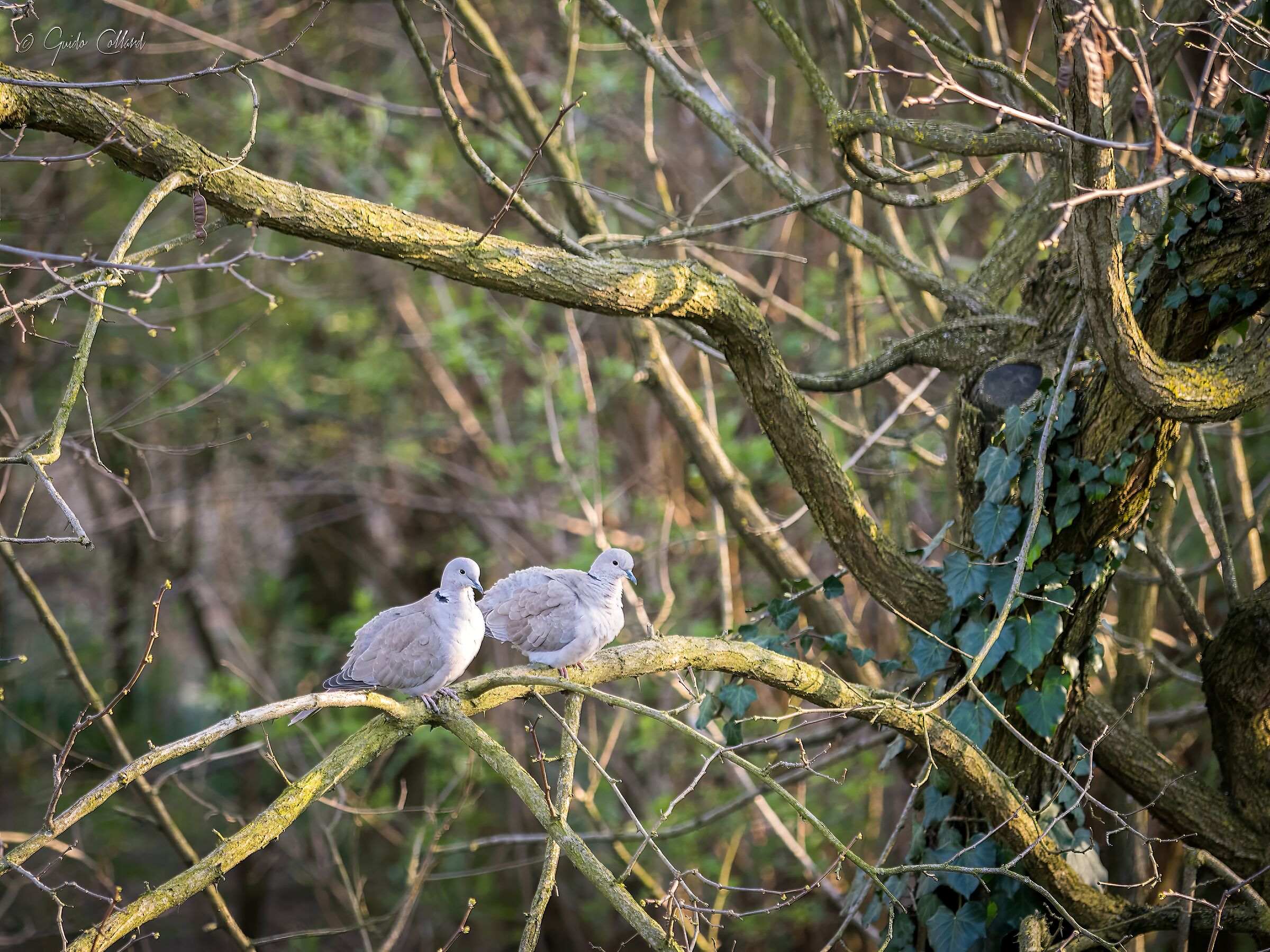 Coppia di tortore con 40-150 1