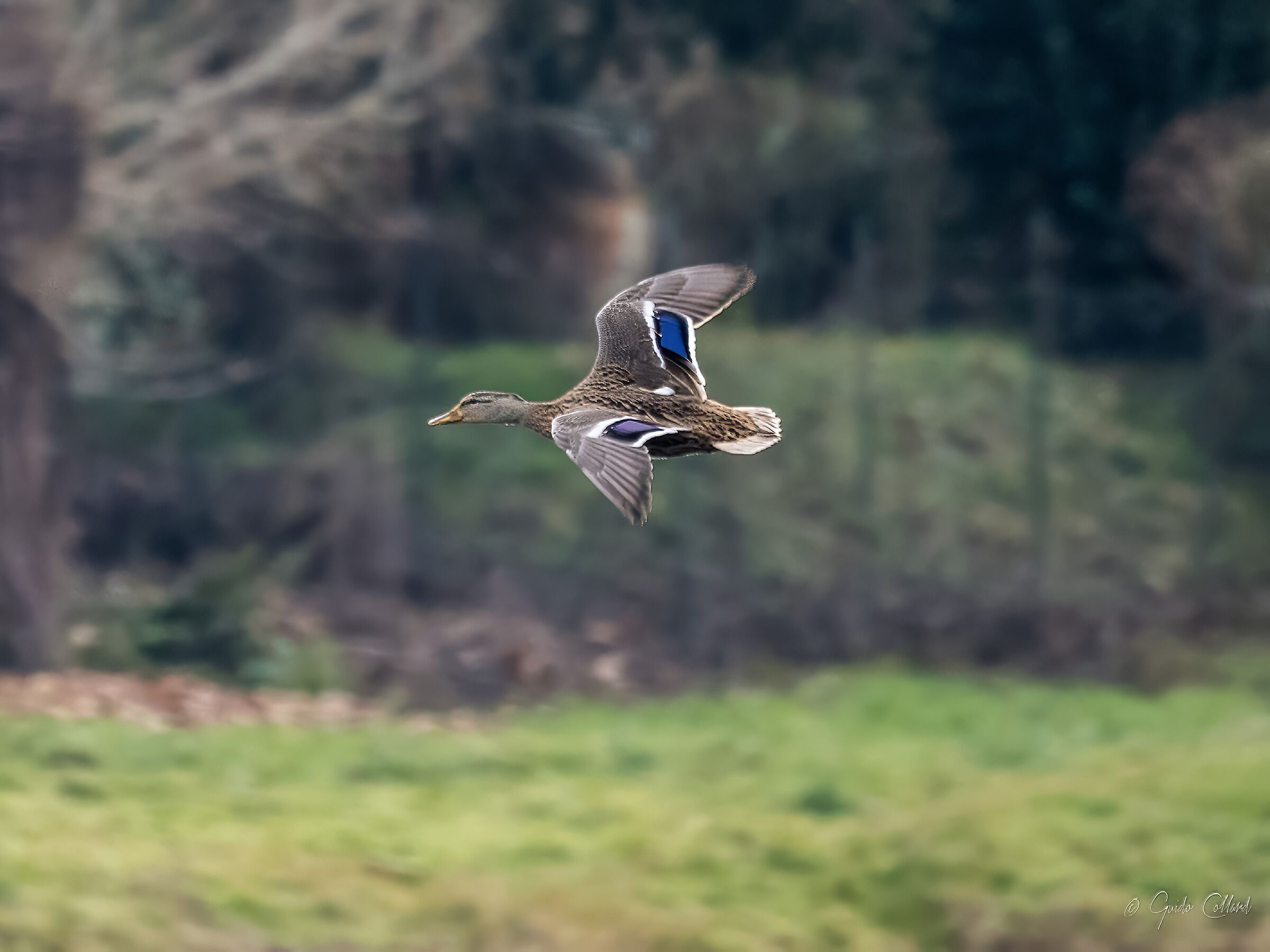 Germano in flight 2