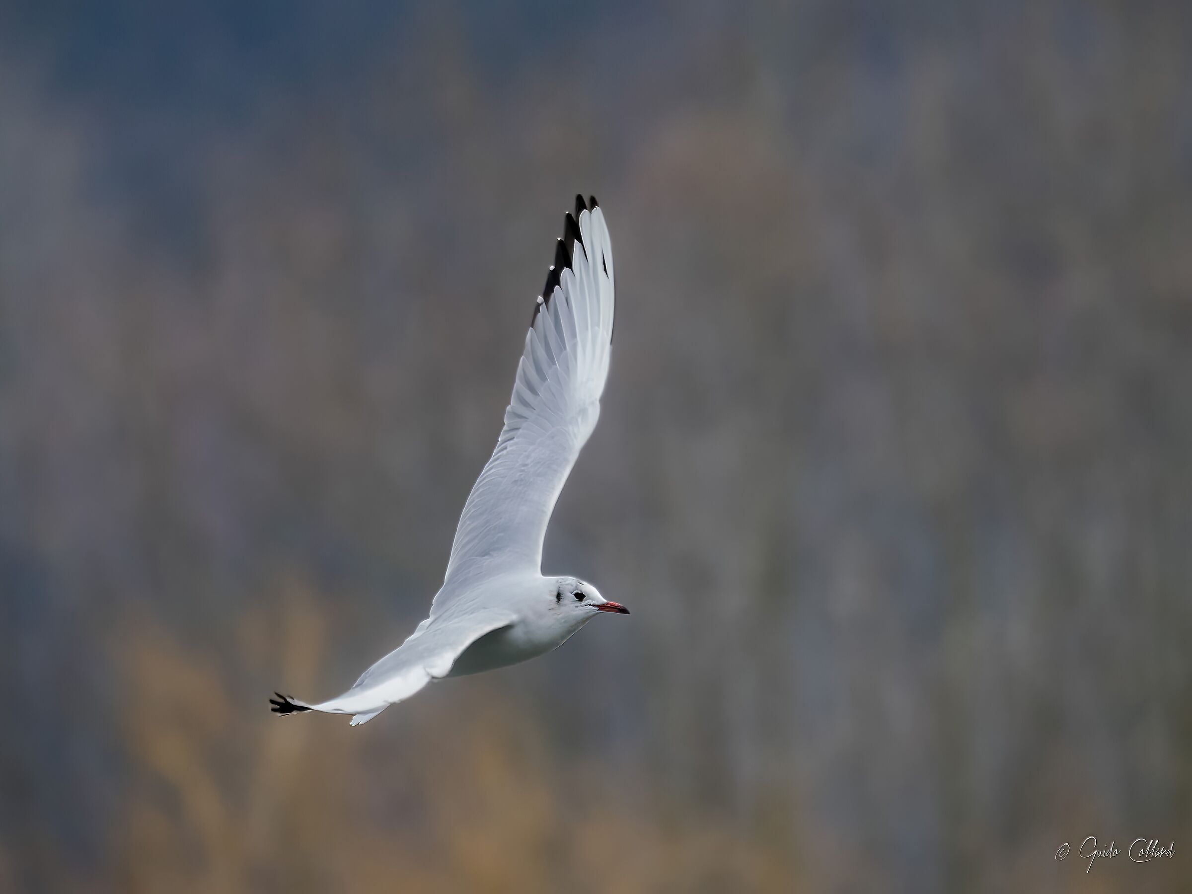 Seagull in Flight 1