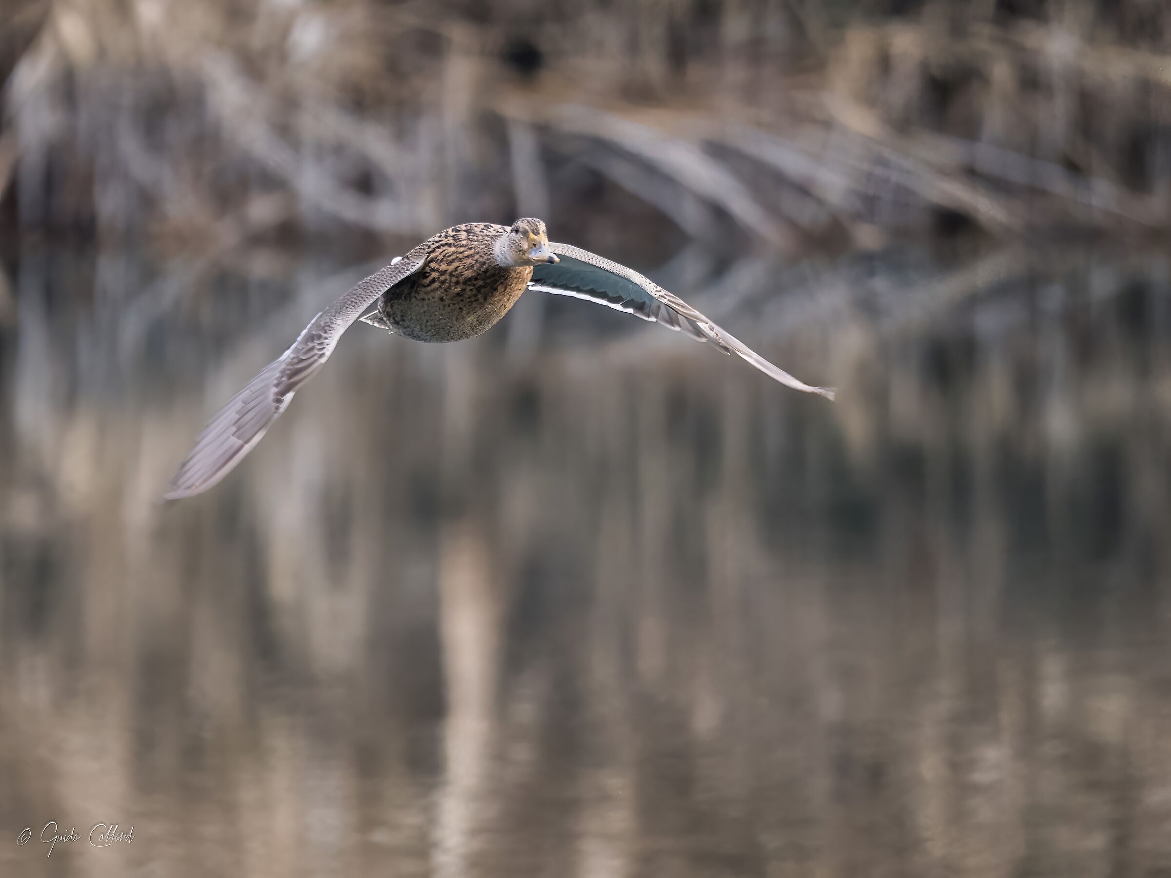 Germano in flight 1