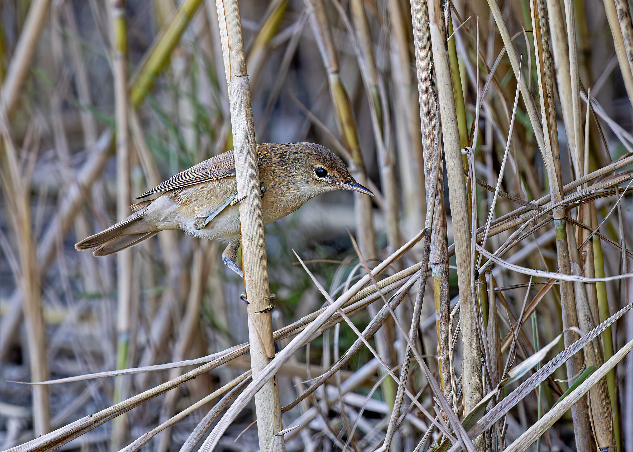 Reed Warbler