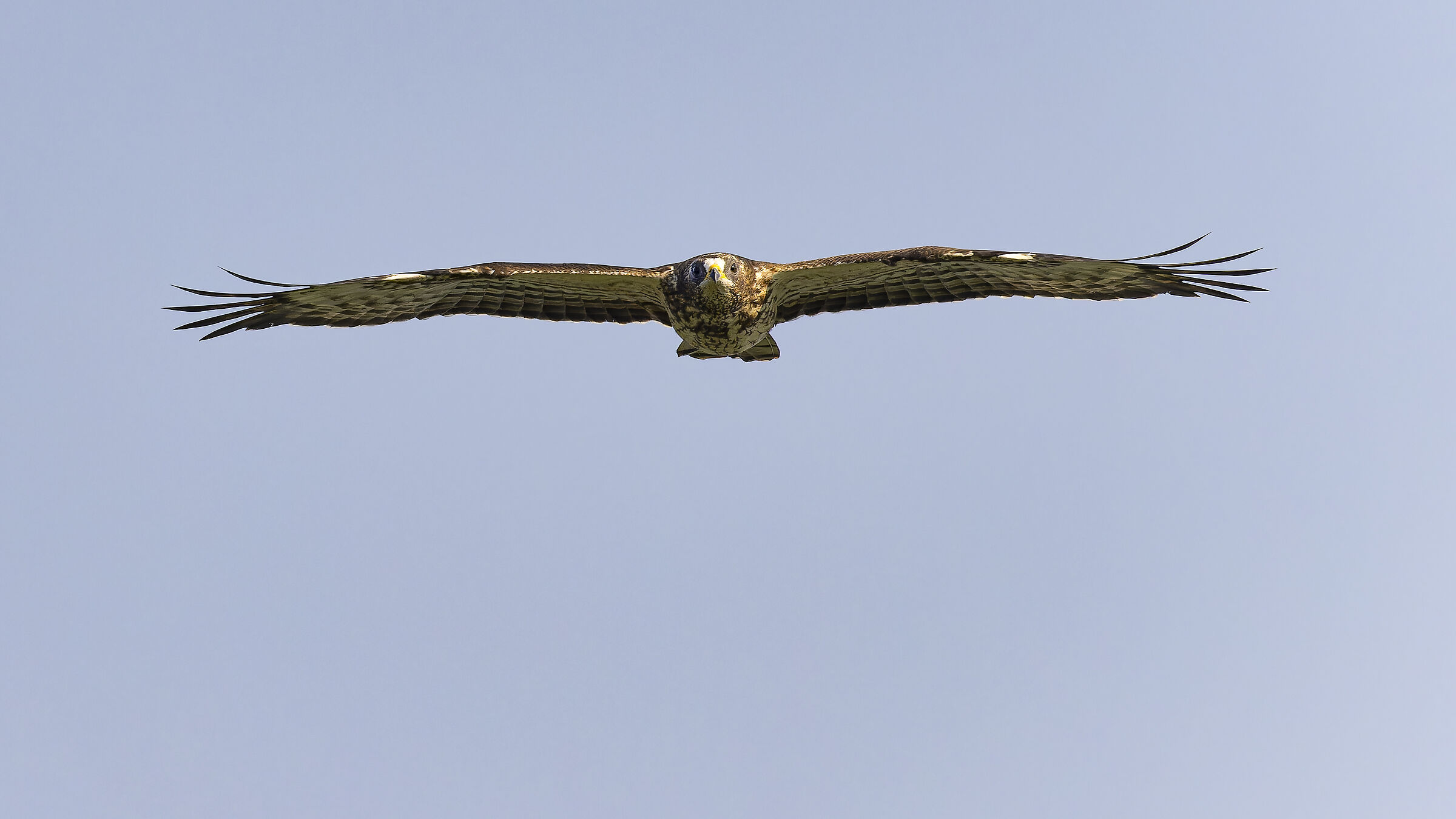 Honey Buzzard