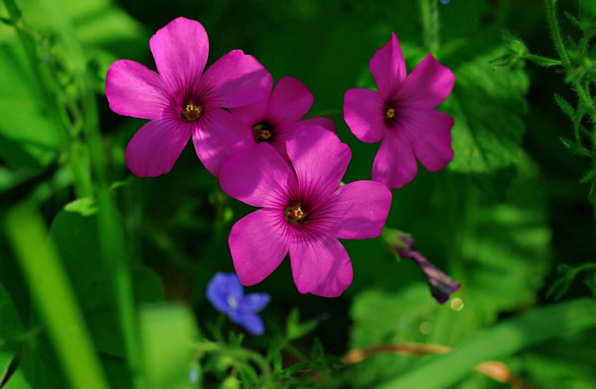 I colori della natura